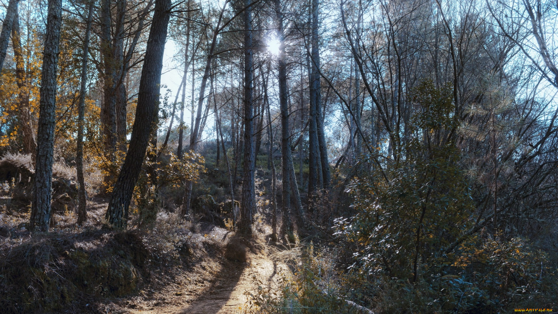 природа, лес, солнце, тропинка, лучи