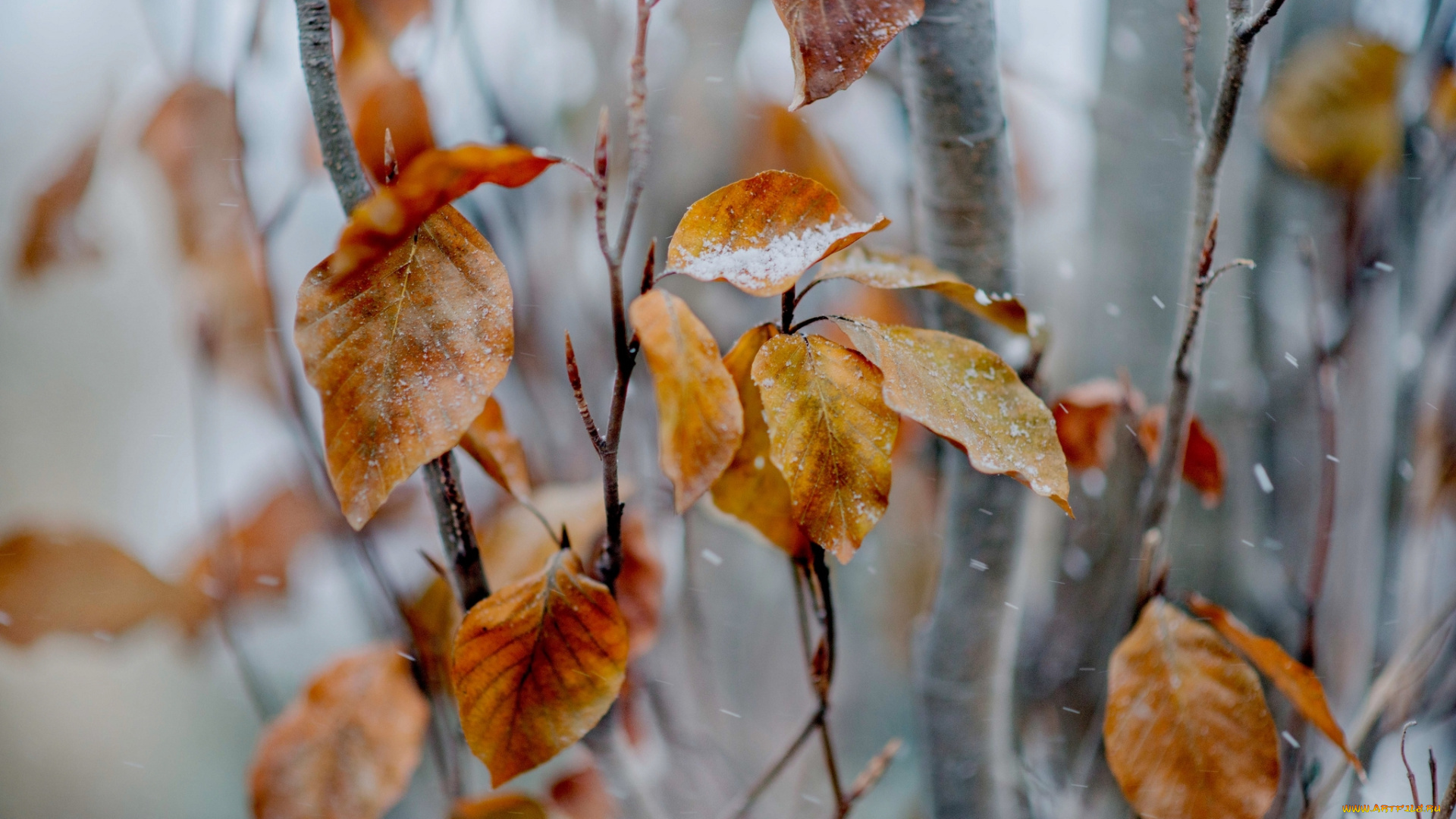 природа, листья, снег, желтые, осенние, ветки, дерево