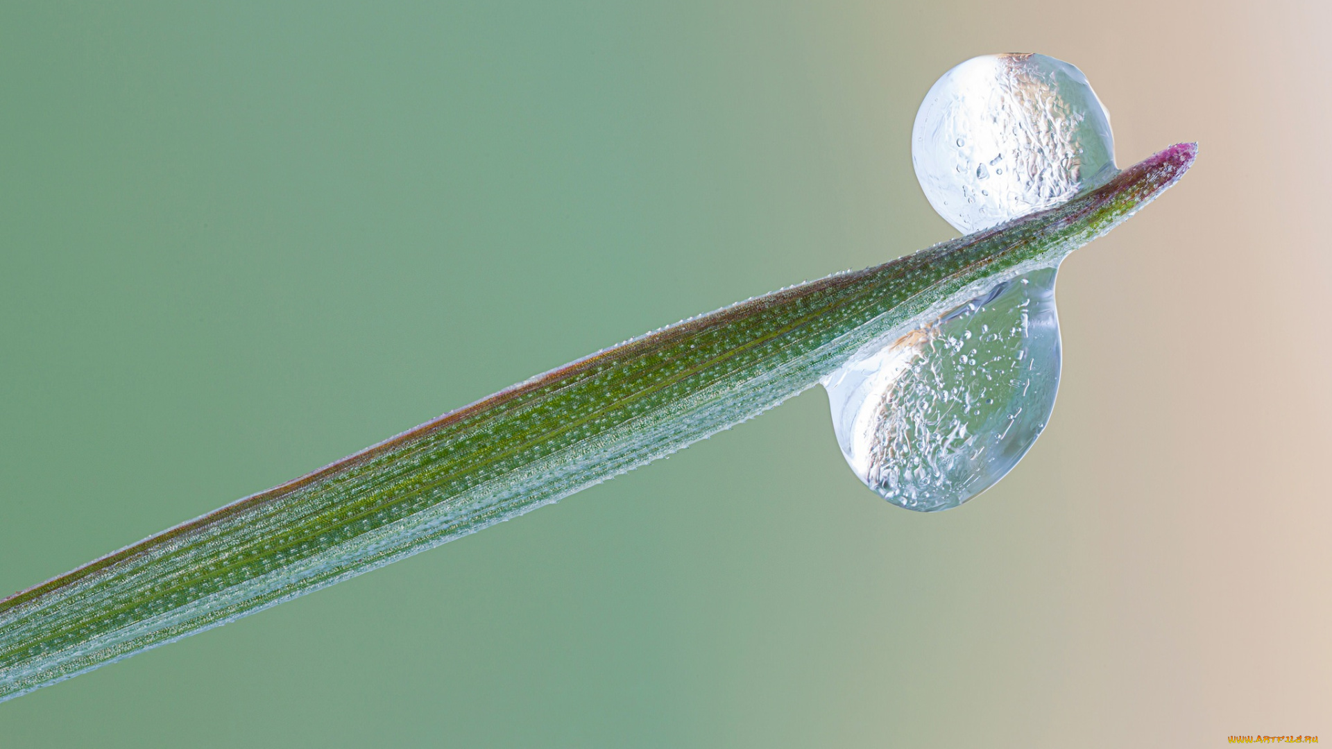 природа, макро, травинка, зелёный, фон, капли, роса, утро