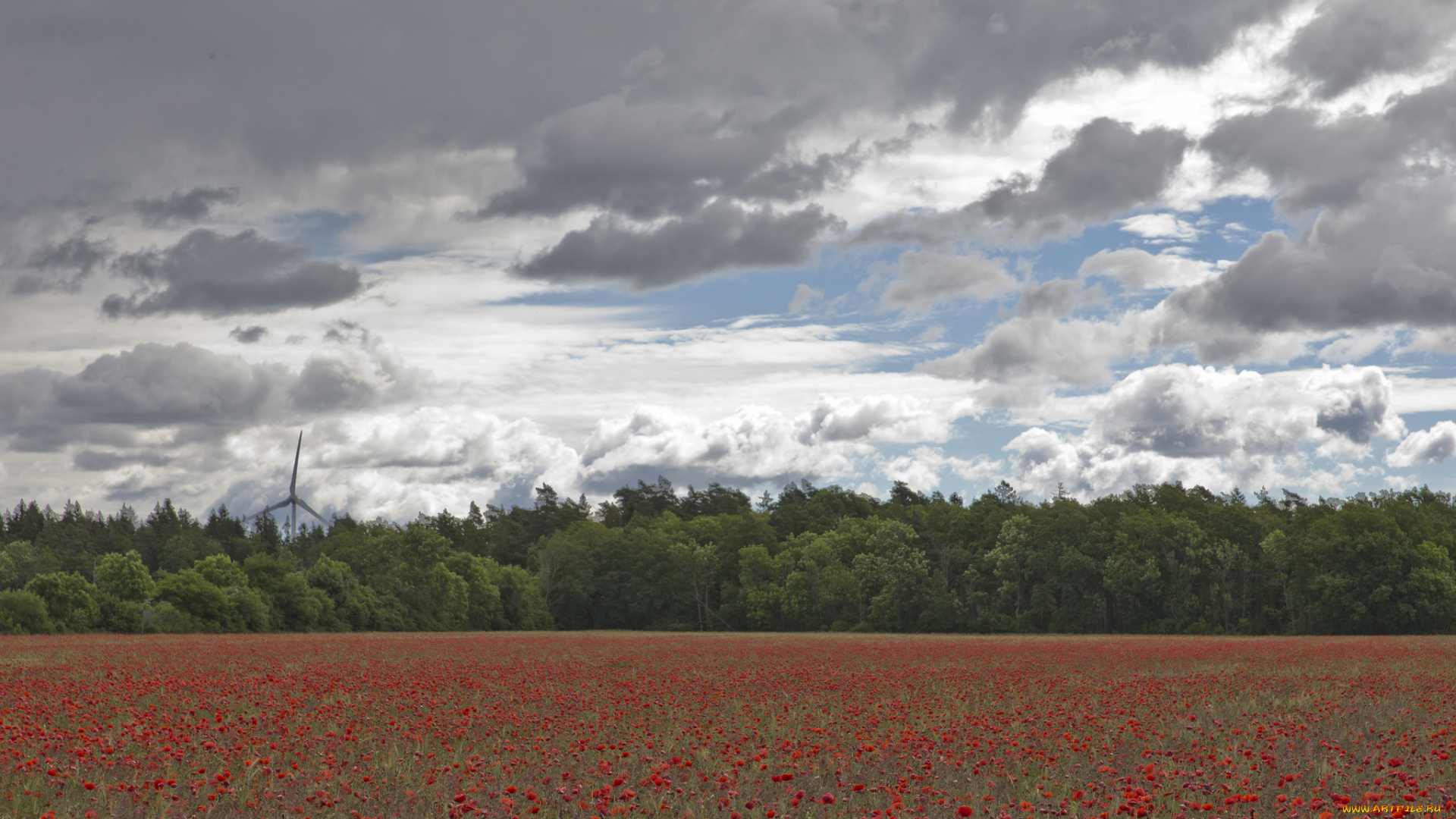 природа, поля, маки, поле, небо, облака