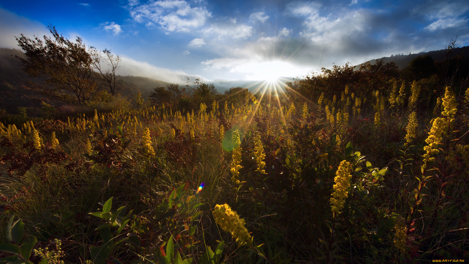 природа, восходы, закаты, трава, деревья, лучи, солнце, небо, цветы