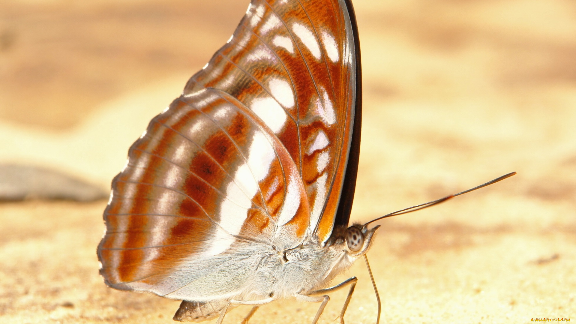 животные, бабочки, крылья, бабочка, макро, itchydogimages, узор, усики