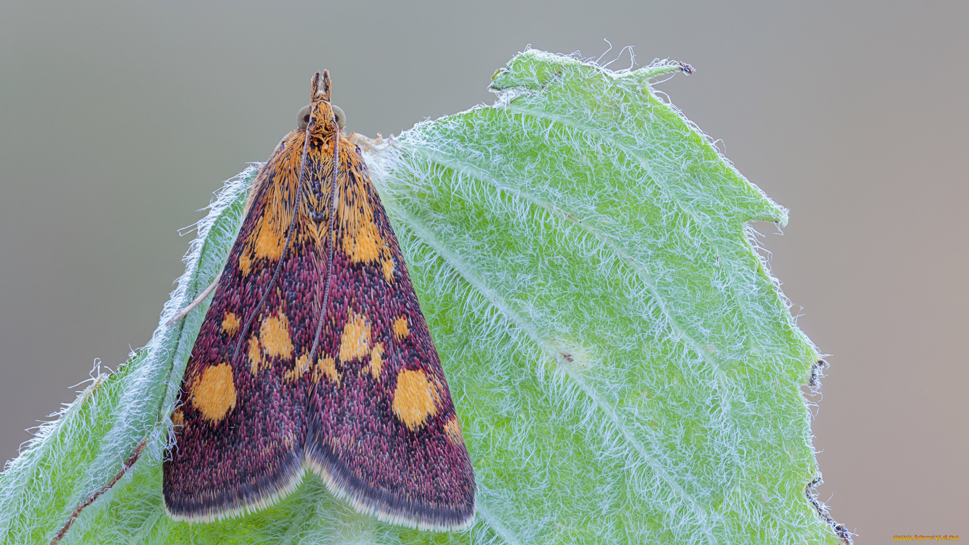 животные, бабочки, листик, насекомое, моль, травинка, фон, макро