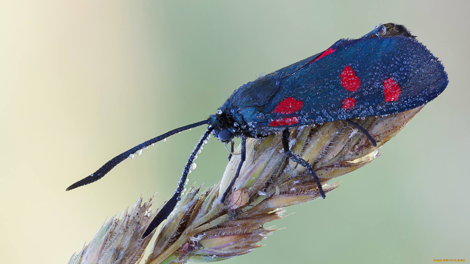 животные, бабочки, насекомое, макро, травинка, синяя, бабочка