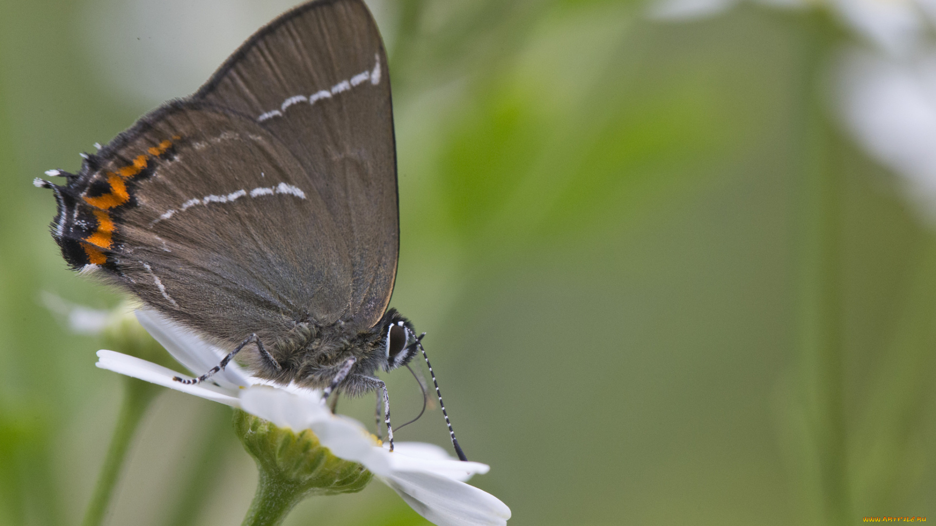 животные, бабочки, насекомое, утро, усики, крылья, зелёный, фон, макро, бабочка