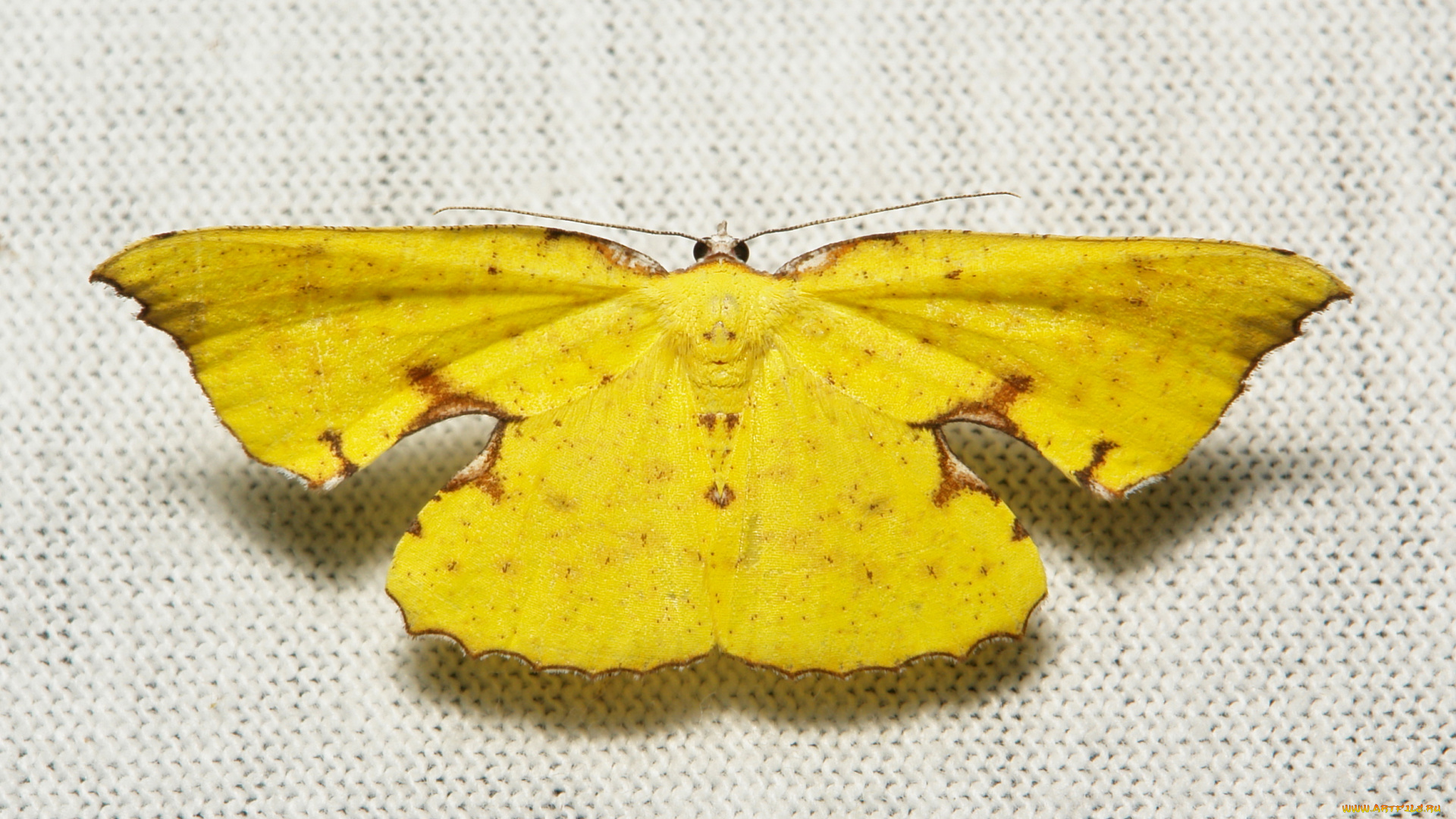 животные, бабочки, полотно, макро, itchydogimages, мотылёк, жёлтая, бабочка, вязаное, насекомое