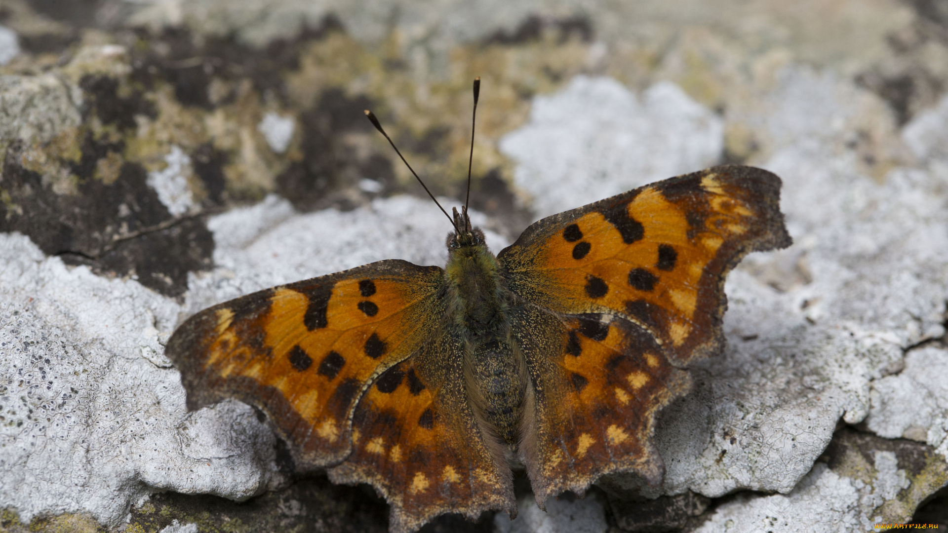 животные, бабочки, усики, крылья, насекомое, макро, бабочка, земля