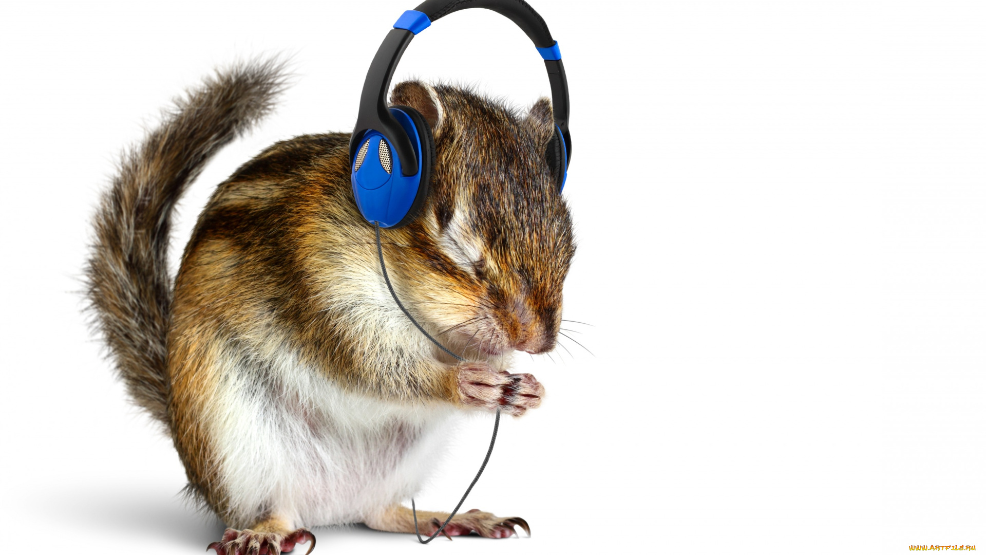 животные, бурундуки, зверек, животное, белый, фон, наушники, музыка