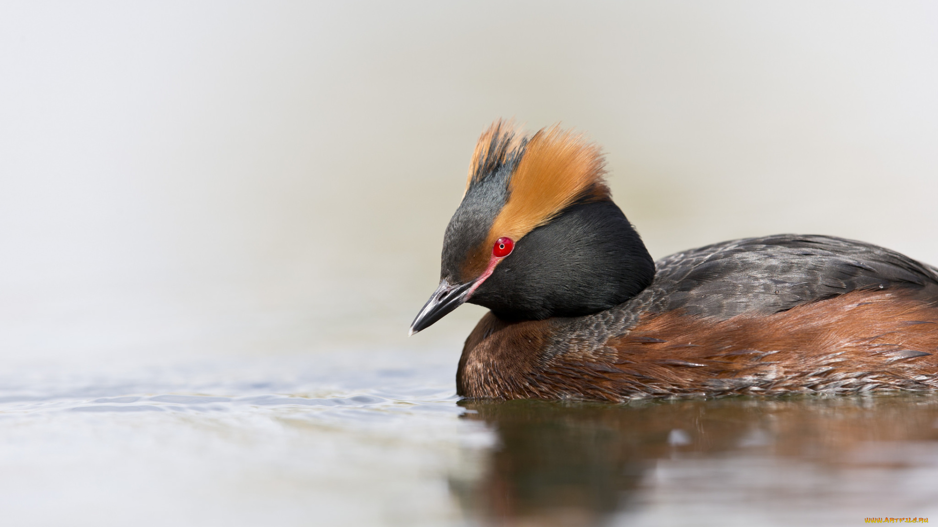 животные, Чомги, , поганки, птица, чомга, плавание, вода