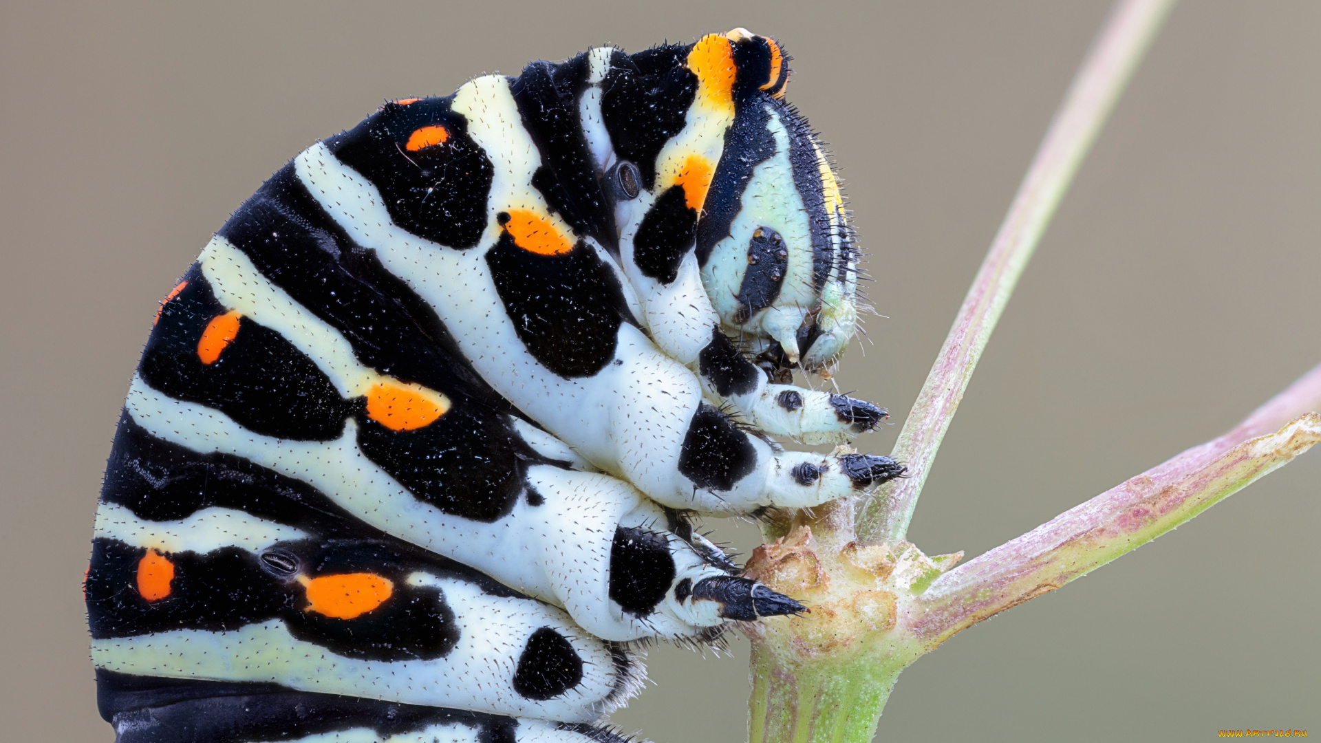 животные, гусеницы, фон, макро, насекомое, портрет, полосатая, гусеница