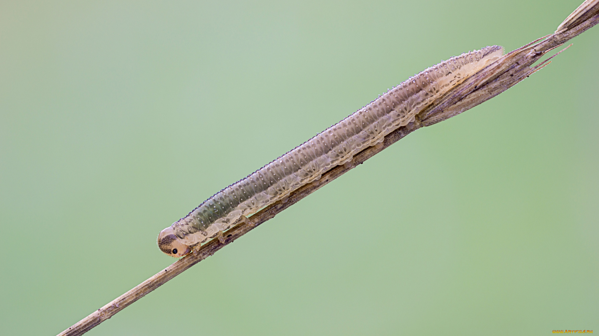 животные, гусеницы, фон, насекомое, гусеница, травинка, макро