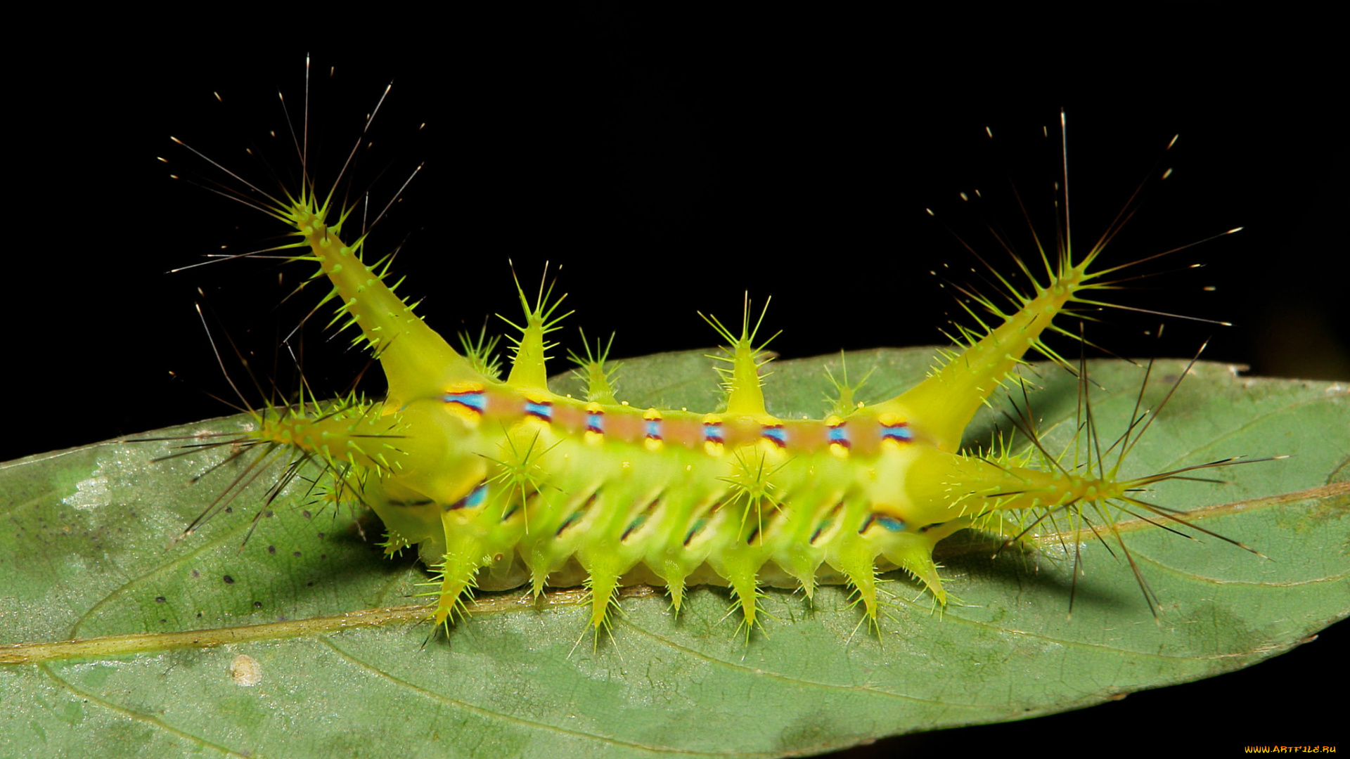 животные, гусеницы, гусеница, лист, макро, itchydogimages