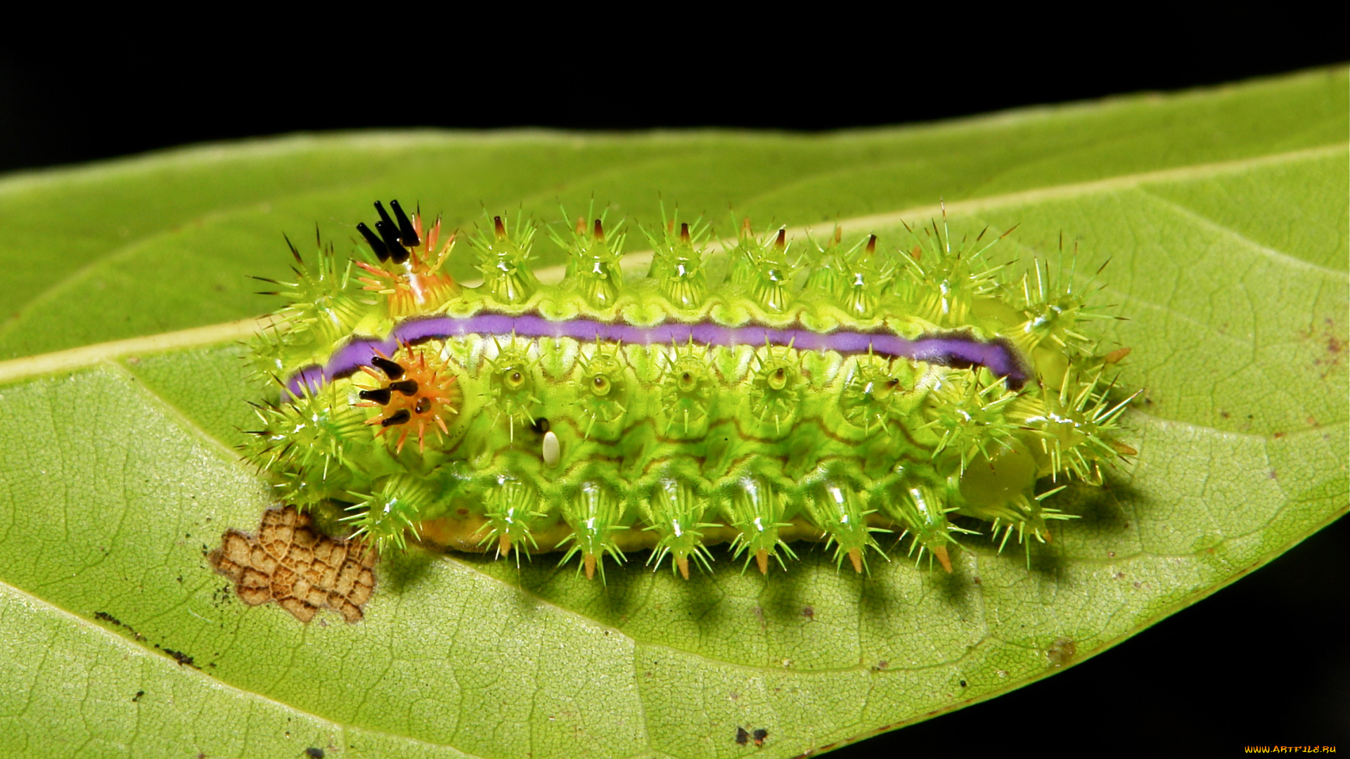 животные, гусеницы, гусеница, необычная, лист, насекомое, макро, itchydogimages