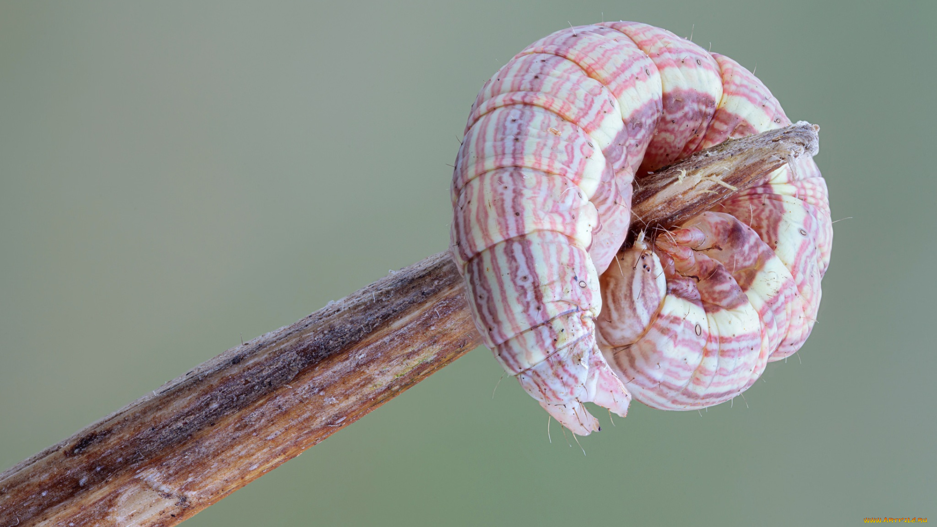 животные, гусеницы, гусеница, зелёный, фон, травинка, макро
