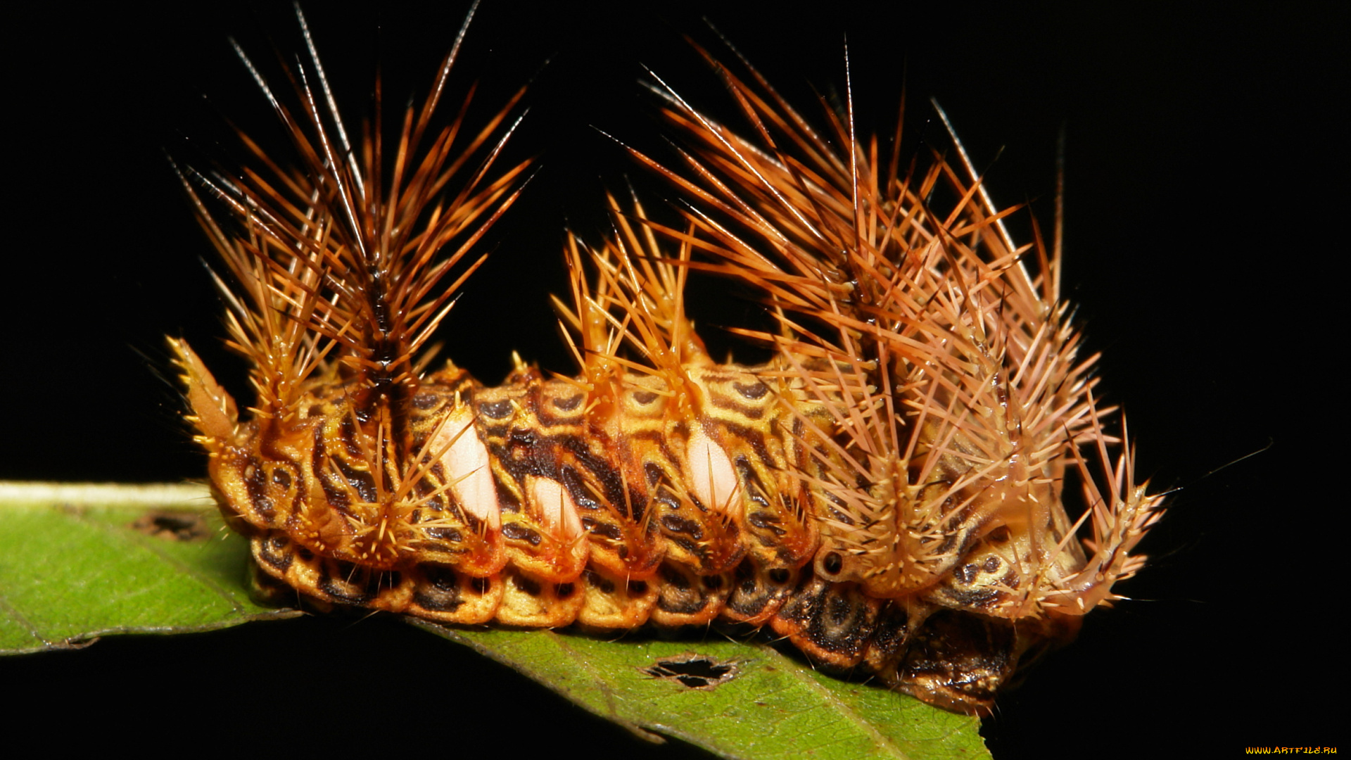 животные, гусеницы, itchydogimages, гусеница, лист, макро