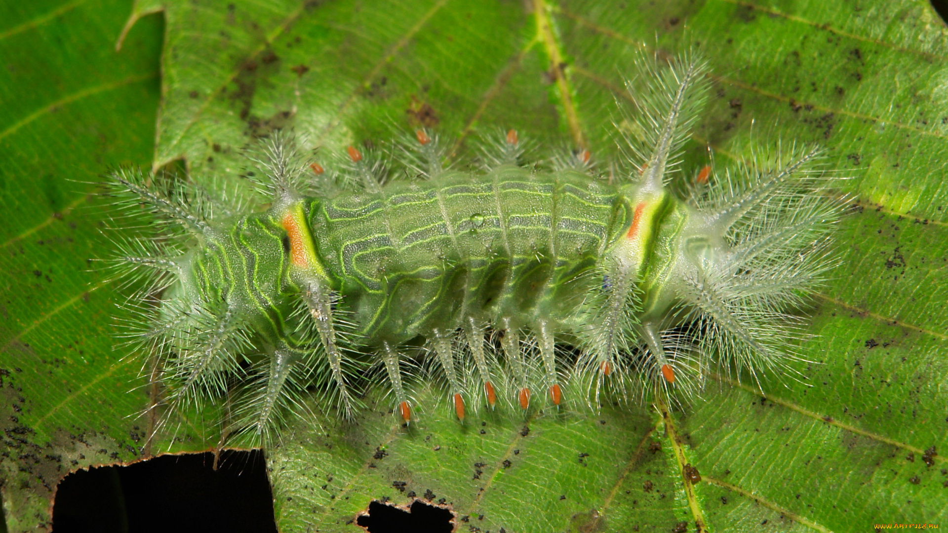 животные, гусеницы, лист, гусеница, макро, itchydogimages