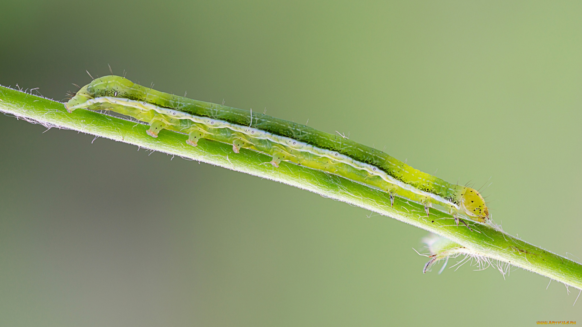 животные, гусеницы, макро, травинка, гусеница, зелёный, фон