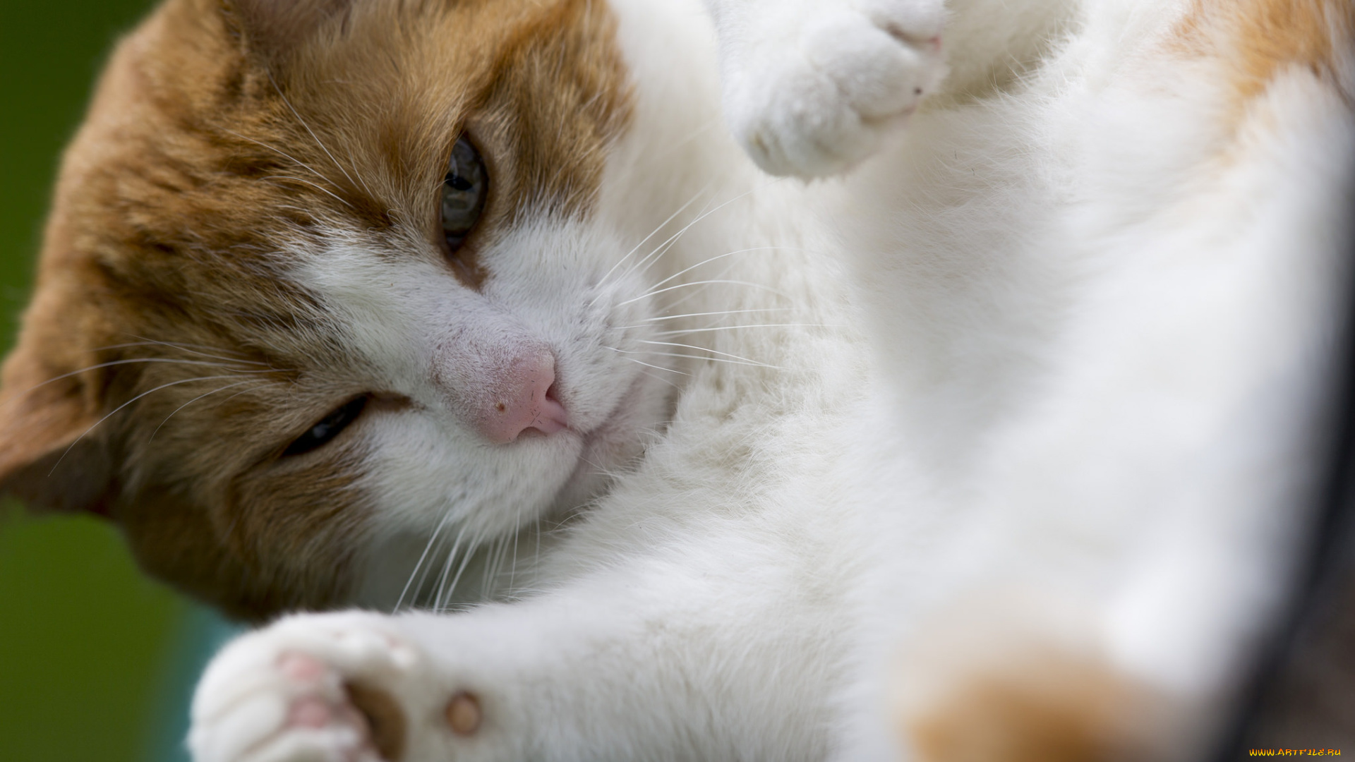 животные, коты, мордочка, лапки, рыже-белый, кот