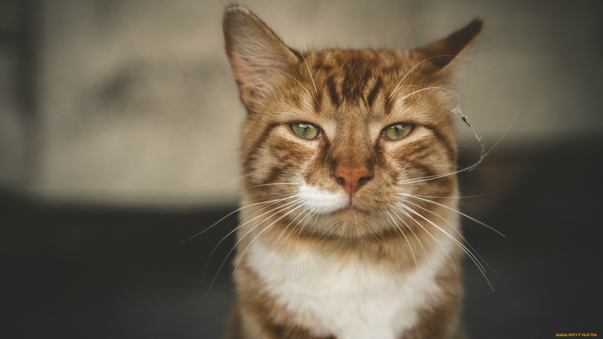 животные, коты, портрет, бело-рыжий, кот, взгляд