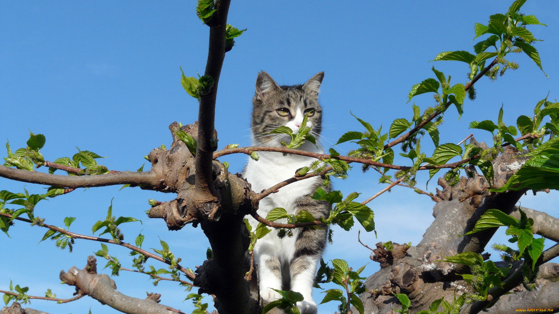 животные, коты, ветки