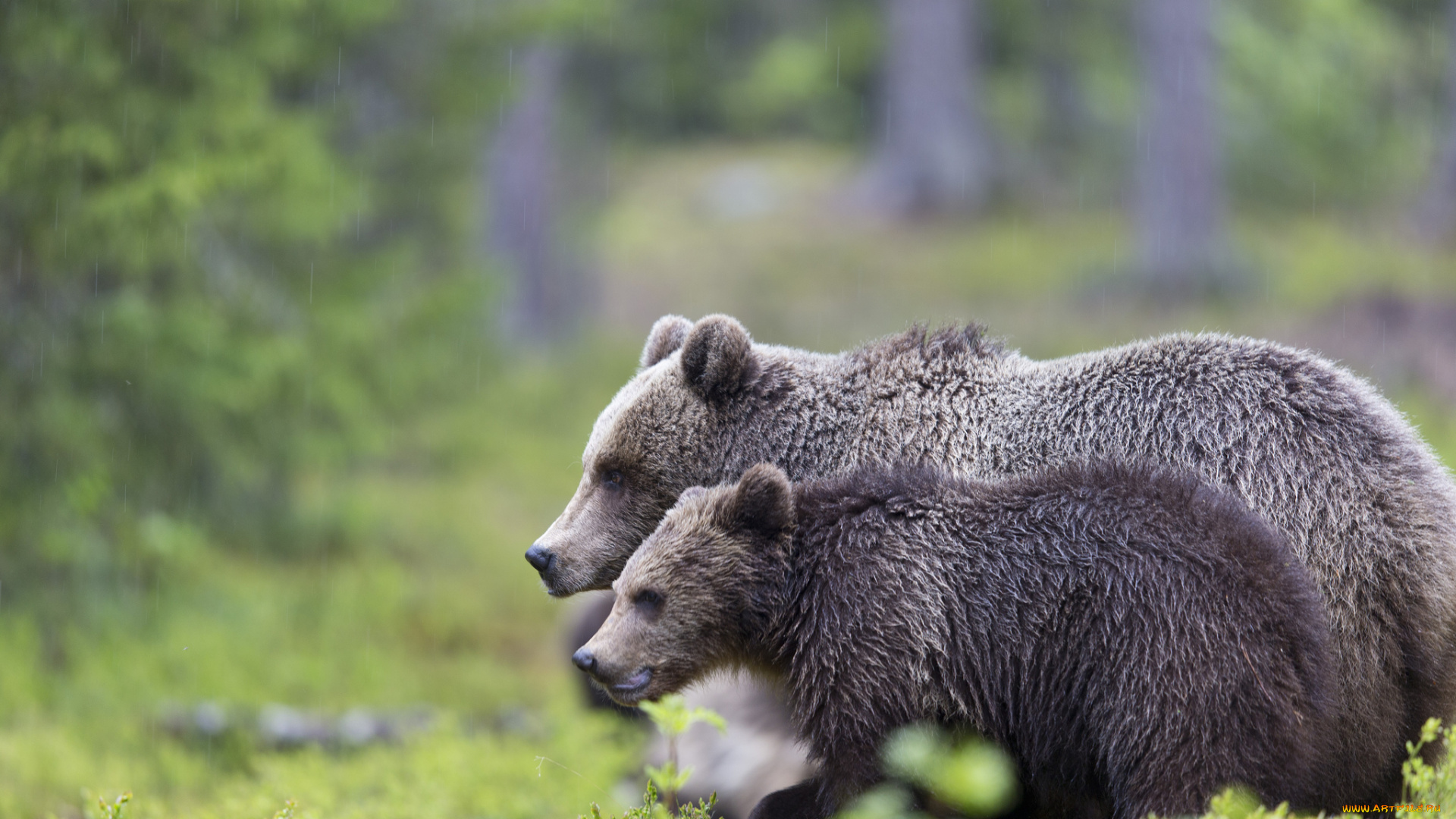 животные, медведи, лес, трава, зелень, деревья, природа