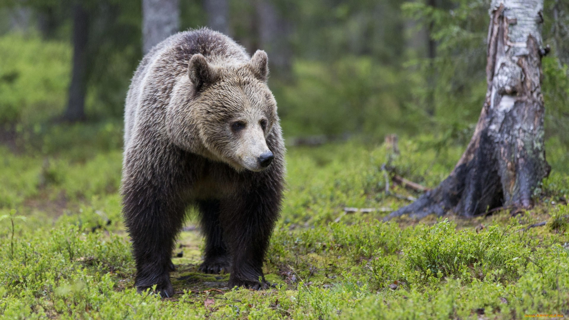 животные, медведи, зелень, деревья, природа, лес, медведь, трава
