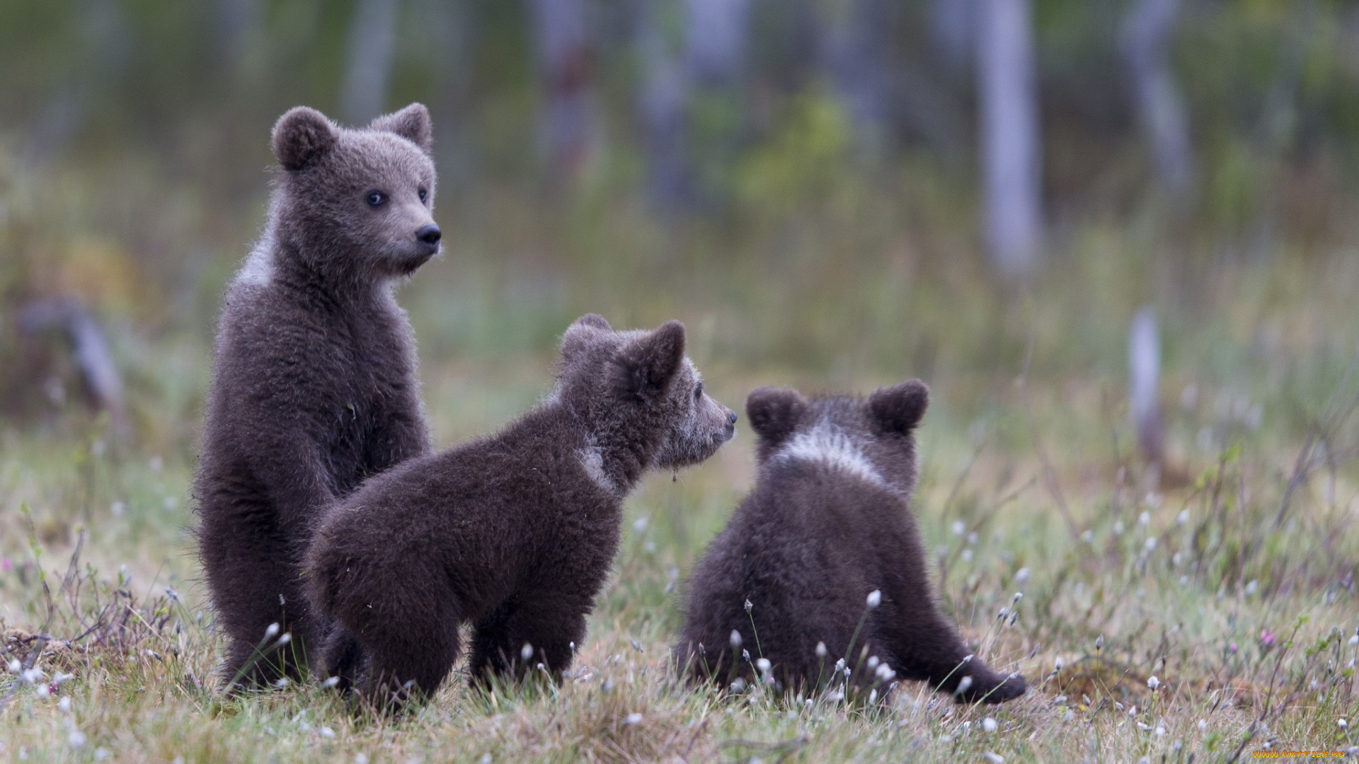 животные, медведи, зелень, трава, медвежата, деревья, природа, лес