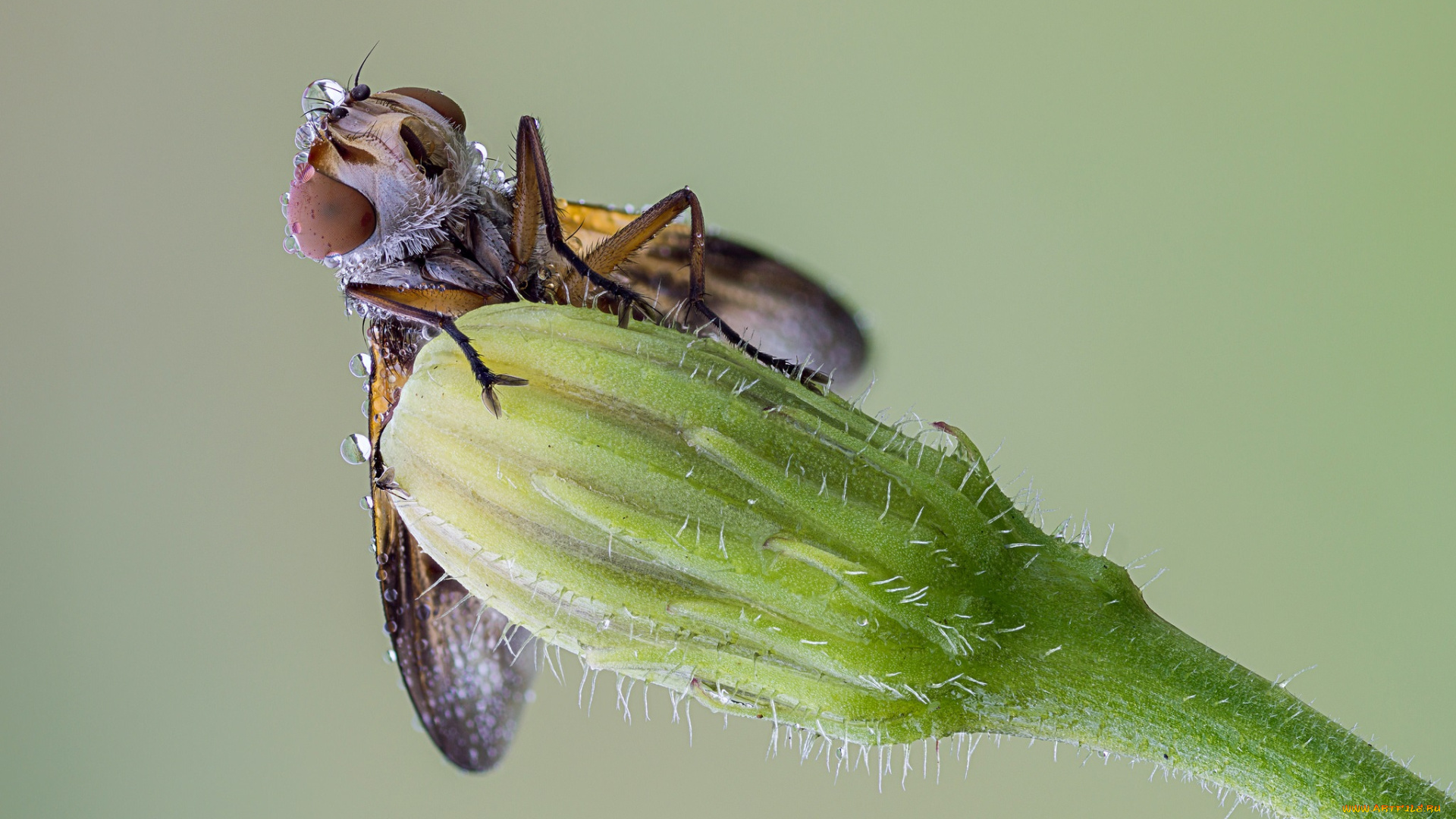 животные, насекомые, бутон, зелёный, фон, макро, капли, роса, насекомое, утро, муха, травинка