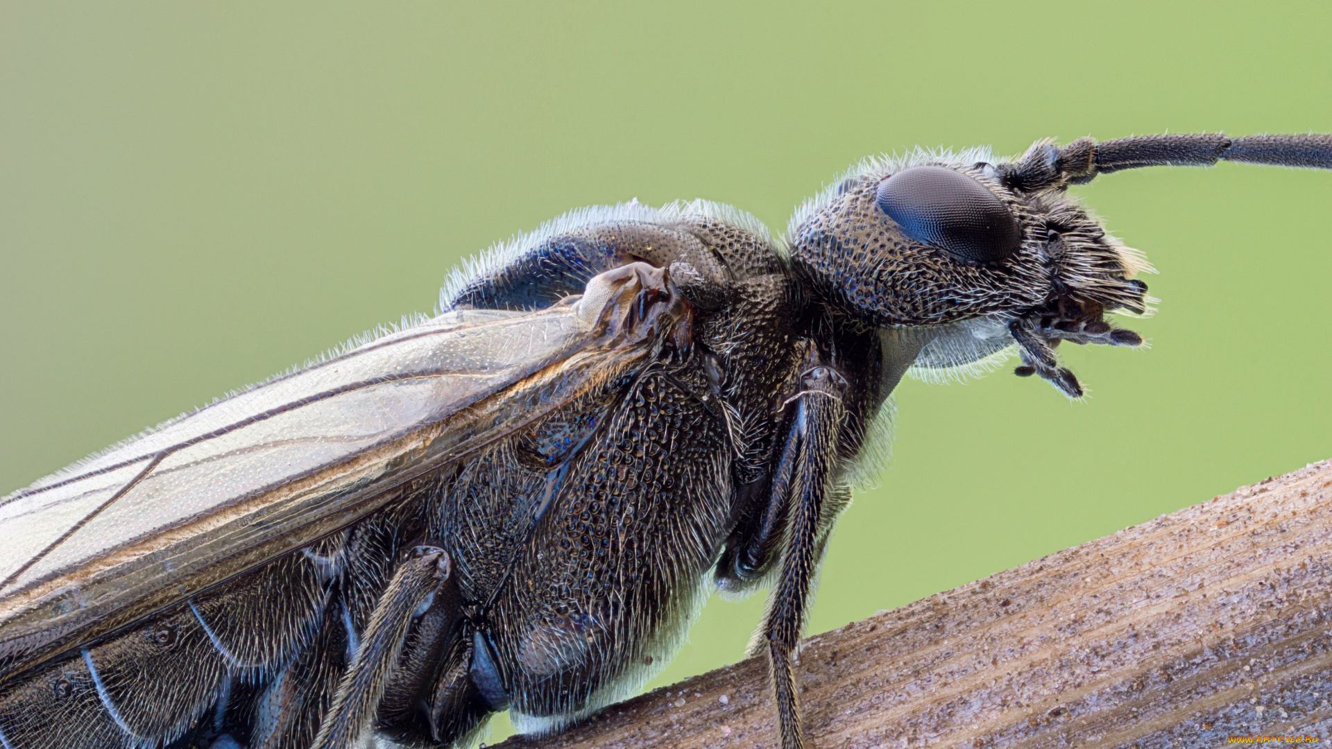 животные, насекомые, фон, муха, насекомое, травинка, макро