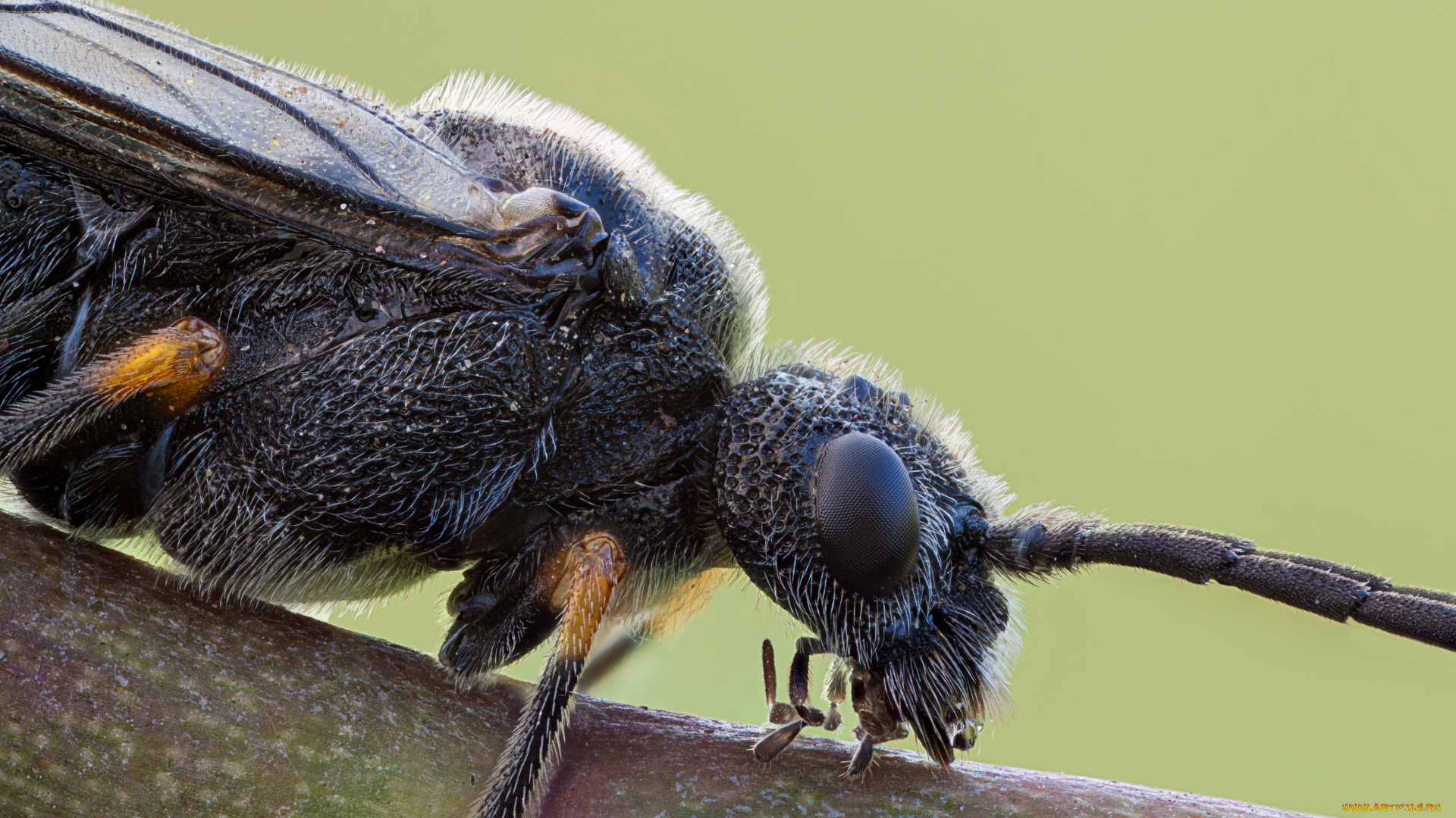 животные, насекомые, фон, насекомое, макро