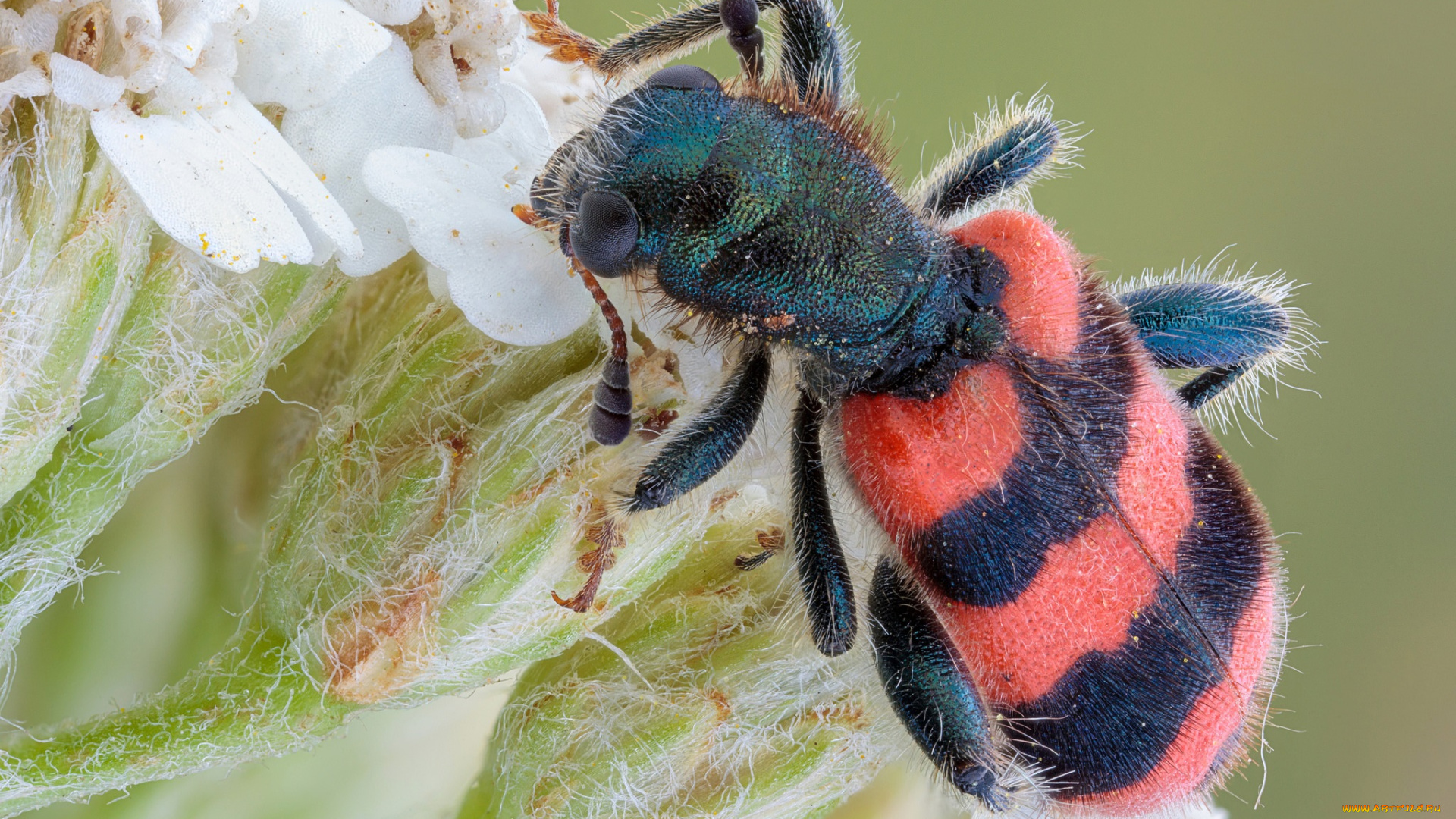 животные, насекомые, фон, насекомое, жук, травинка, макро, красный, мохнатый, полосатый