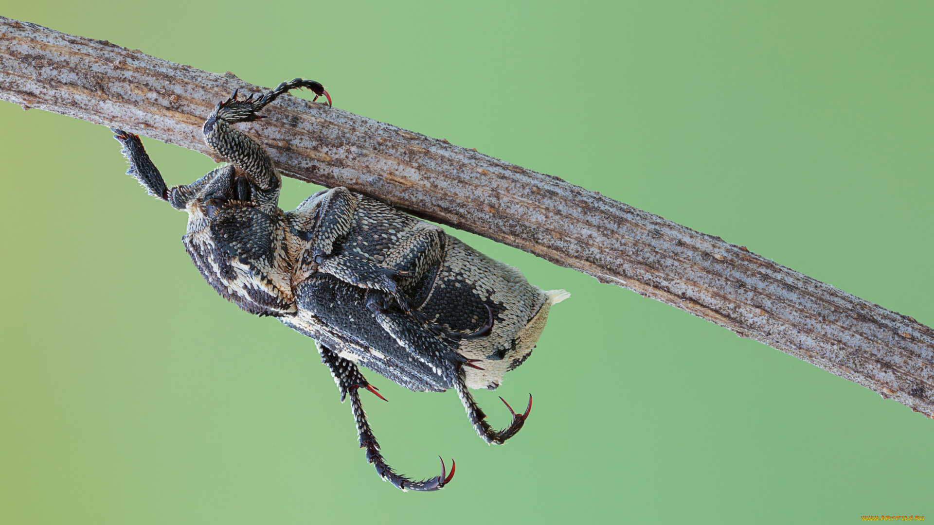 животные, насекомые, макро, фон, жук, насекомое, травинка