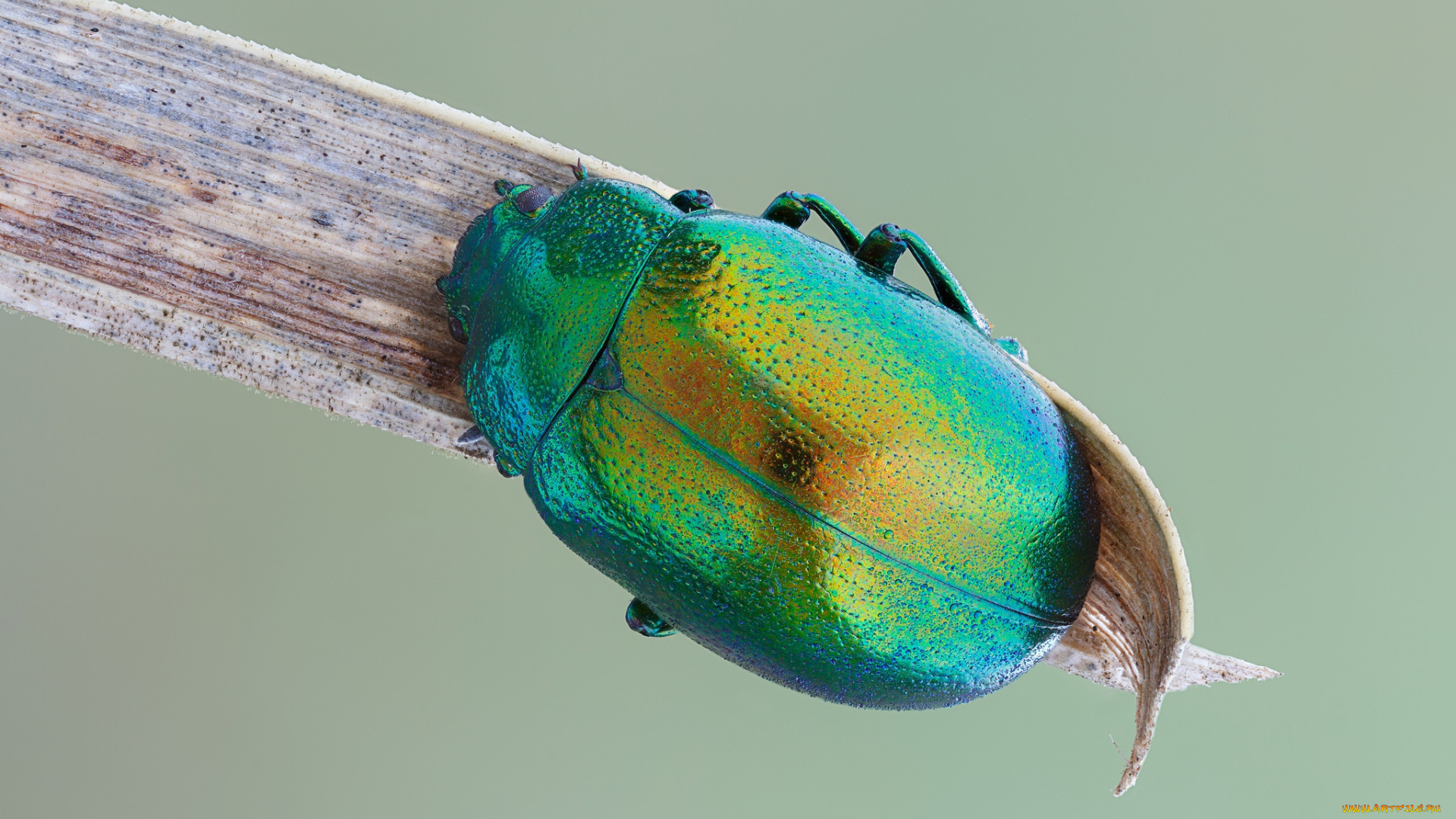 животные, насекомые, макро, насекомое, фон, жук, травинка