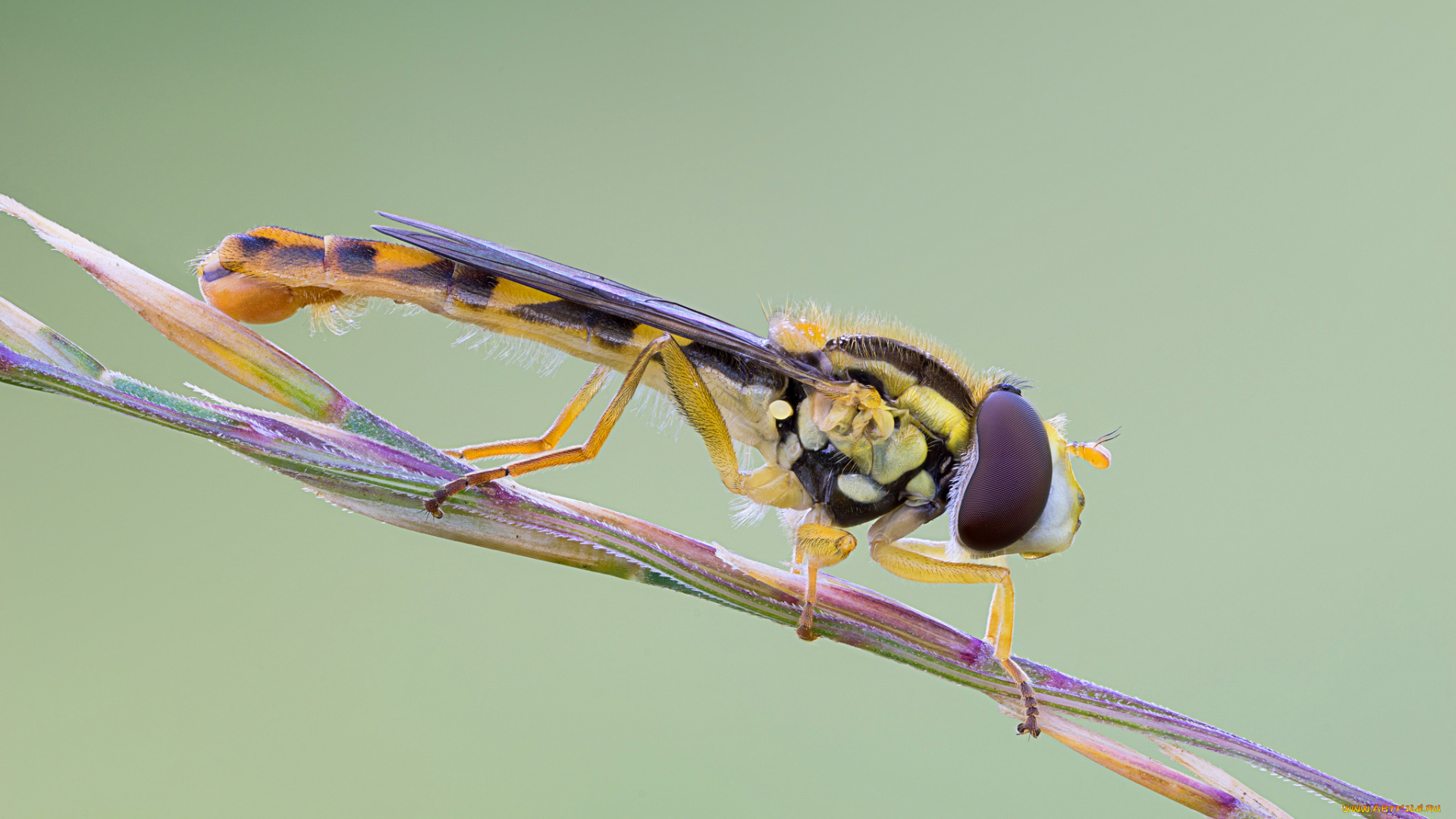животные, насекомые, насекомое, макро, утро, травинка, фон