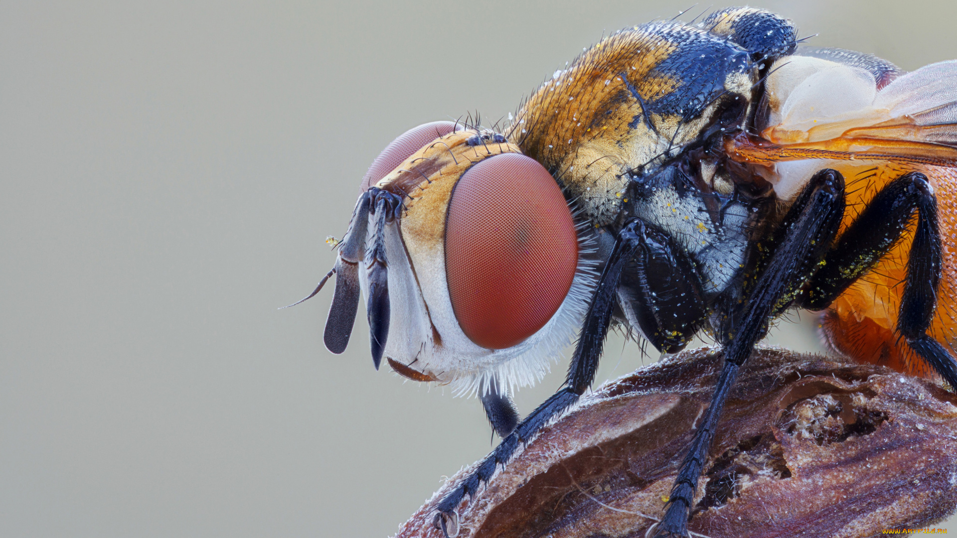 животные, насекомые, насекомое, утро, роса, глаза, капли, фон, макро