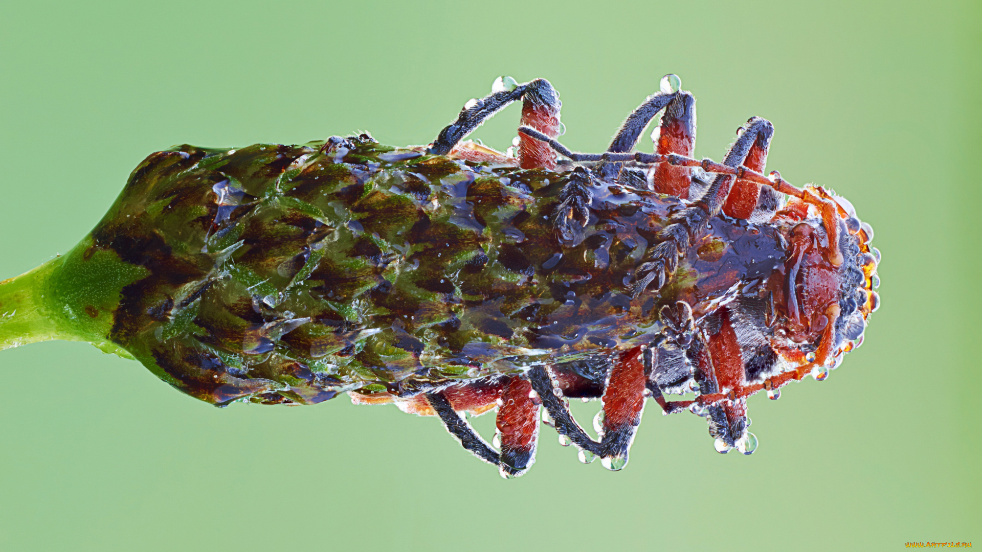 животные, насекомые, насекомое, утро, зелёный, фон, макро, травинка, капли, роса