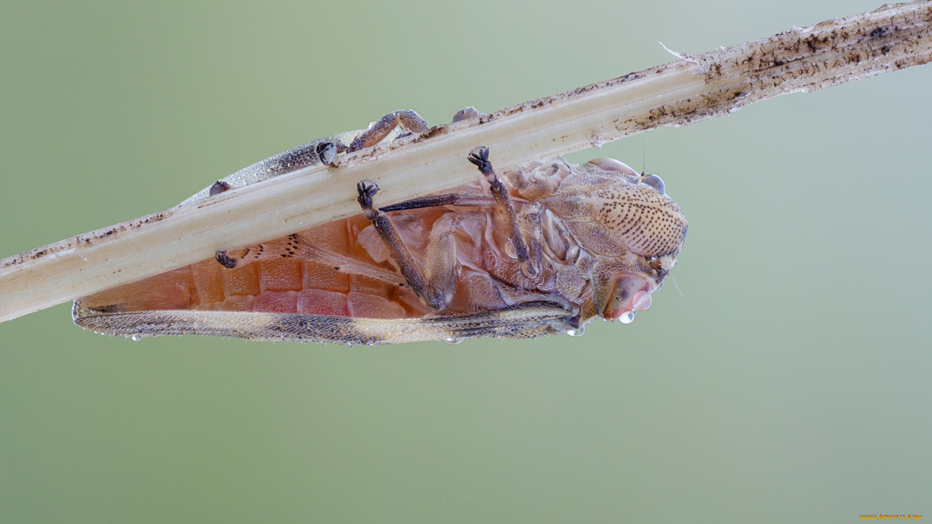 животные, насекомые, роса, утро, травинка, жучок, жук, насекомое, макро