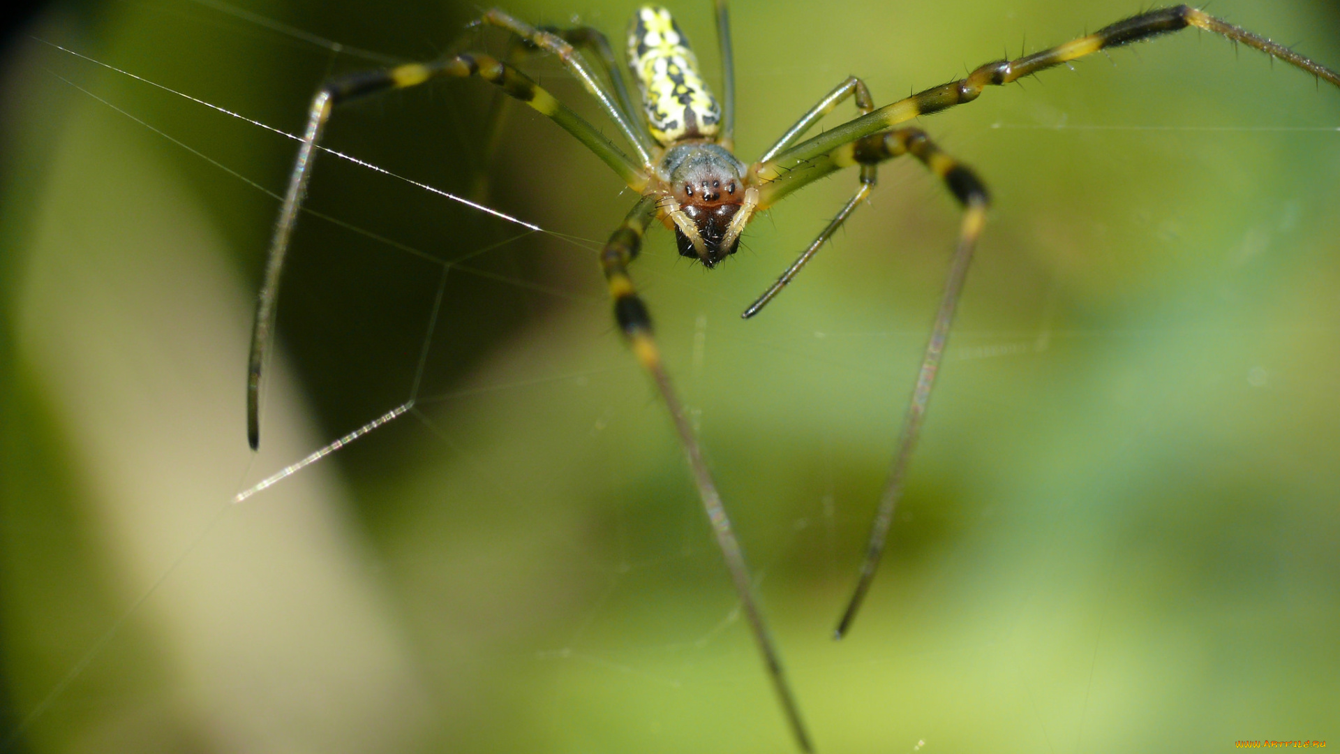 животные, пауки, фон, утро, паук, насекомое, макро