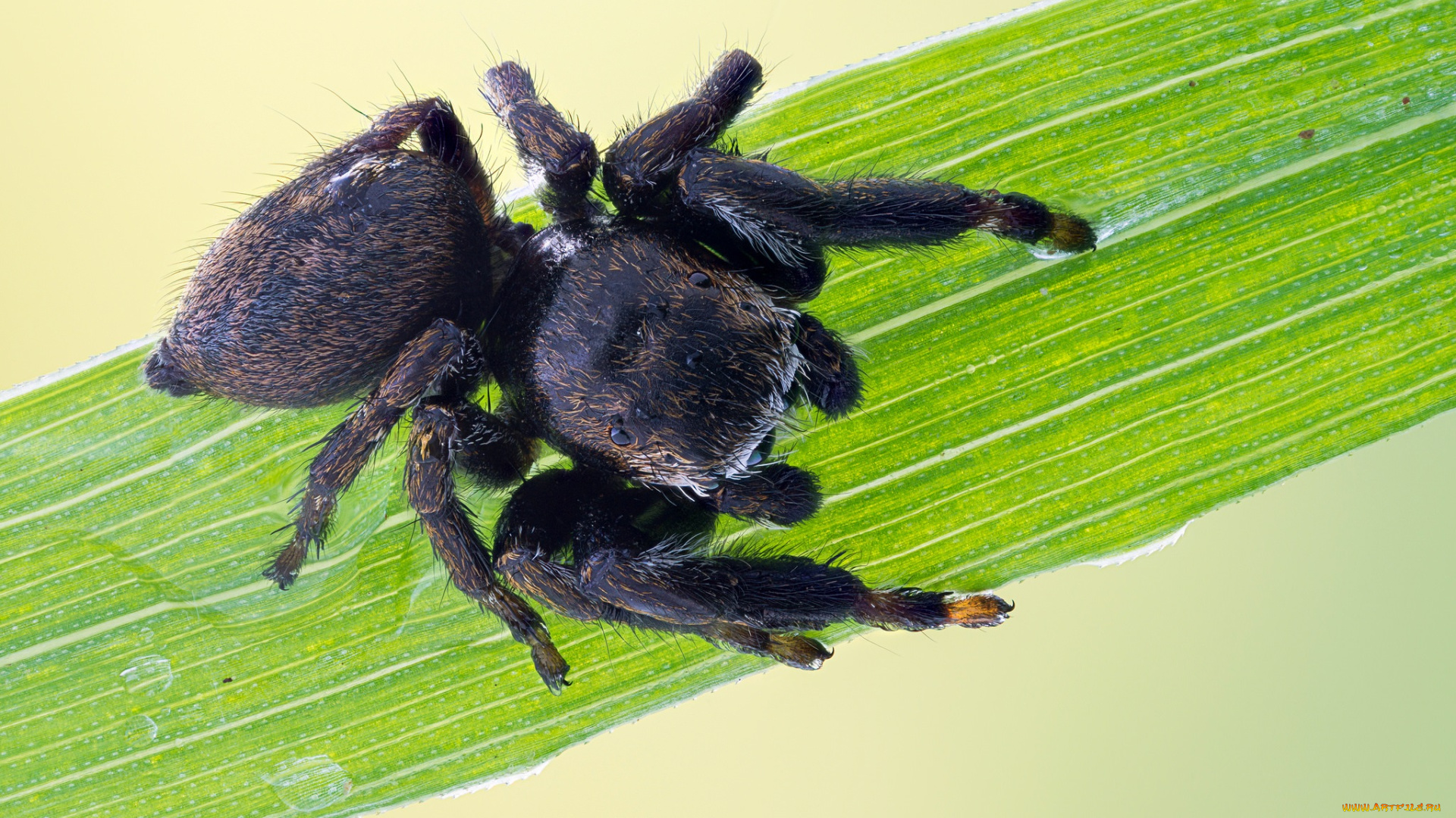 животные, пауки, насекомое, утро, паук, чёрный, травинка, зелёный, фон, макро