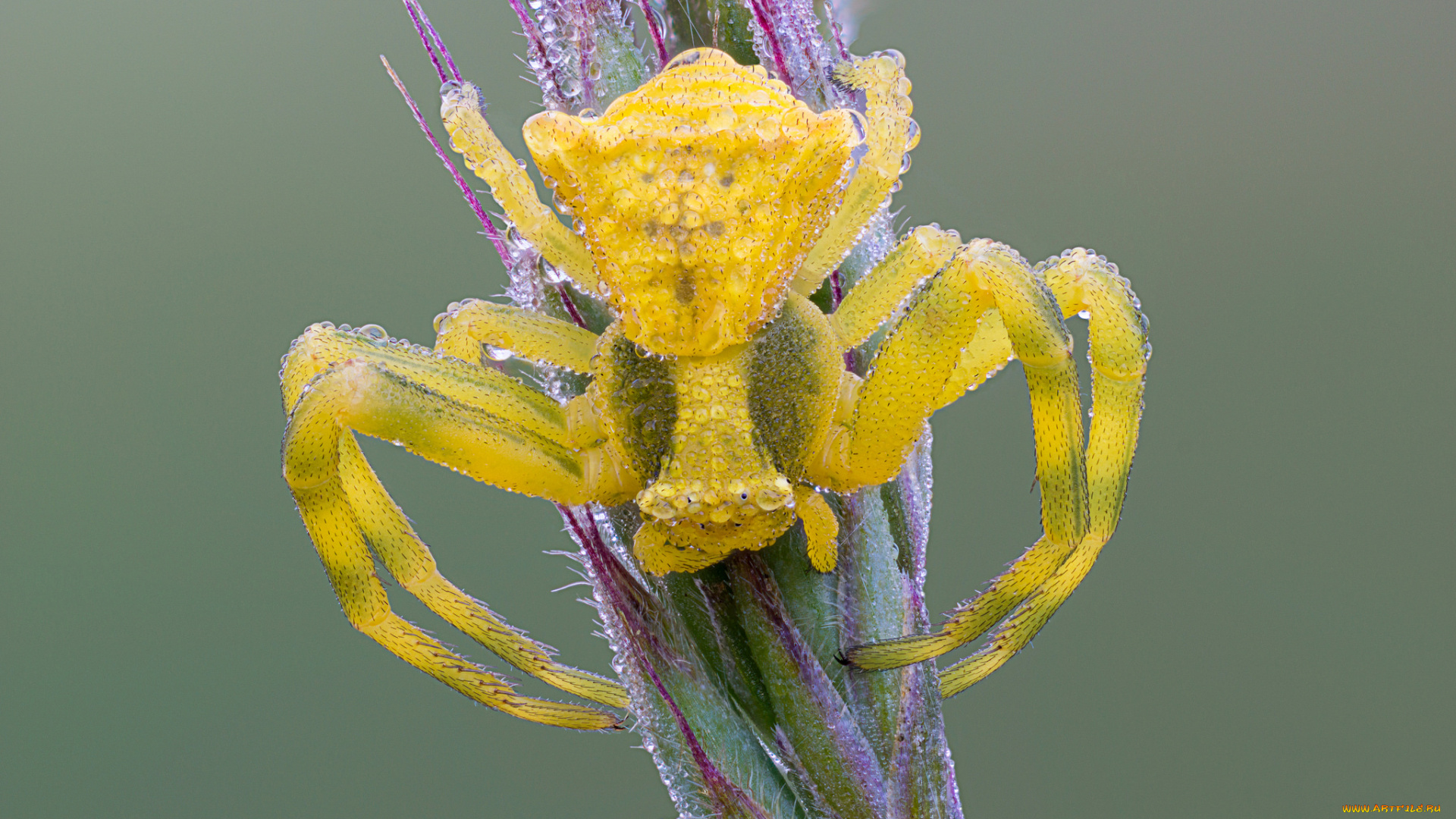 животные, пауки, роса, капли, паук, насекомое, утро, фон, макро, жёлтый