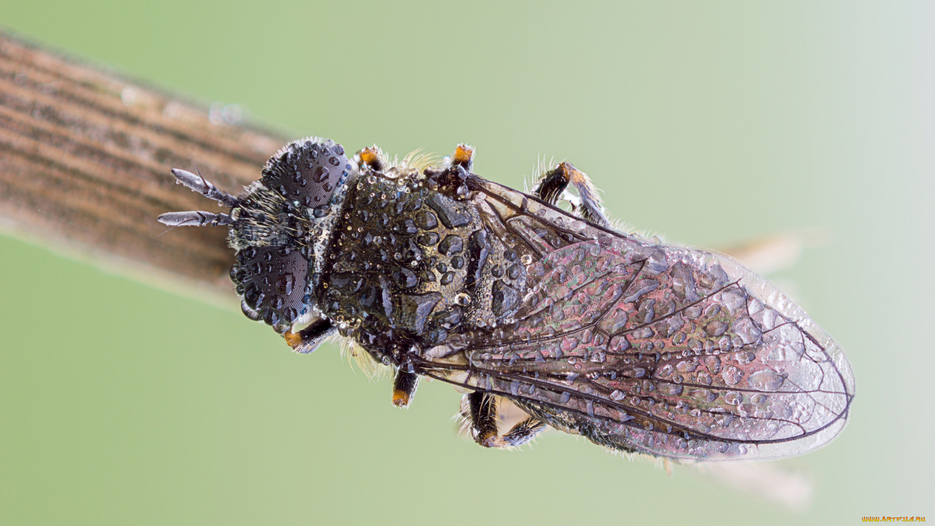 животные, пчелы, , осы, , шмели, травинка, капли, роса, насекомое, утро, зелёный, фон, макро