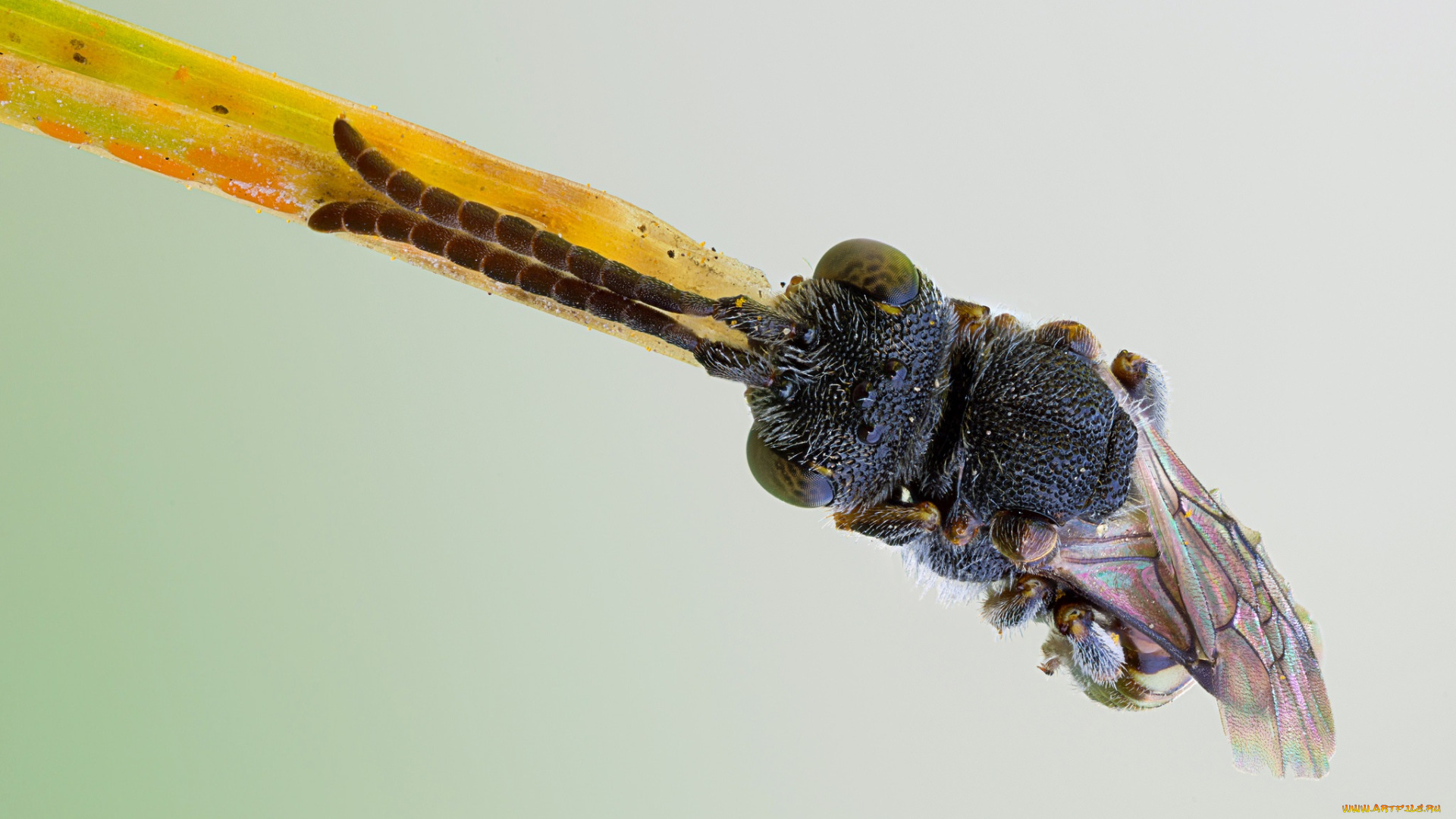 животные, пчелы, , осы, , шмели, жук, макро, травинка, зелёный, фон