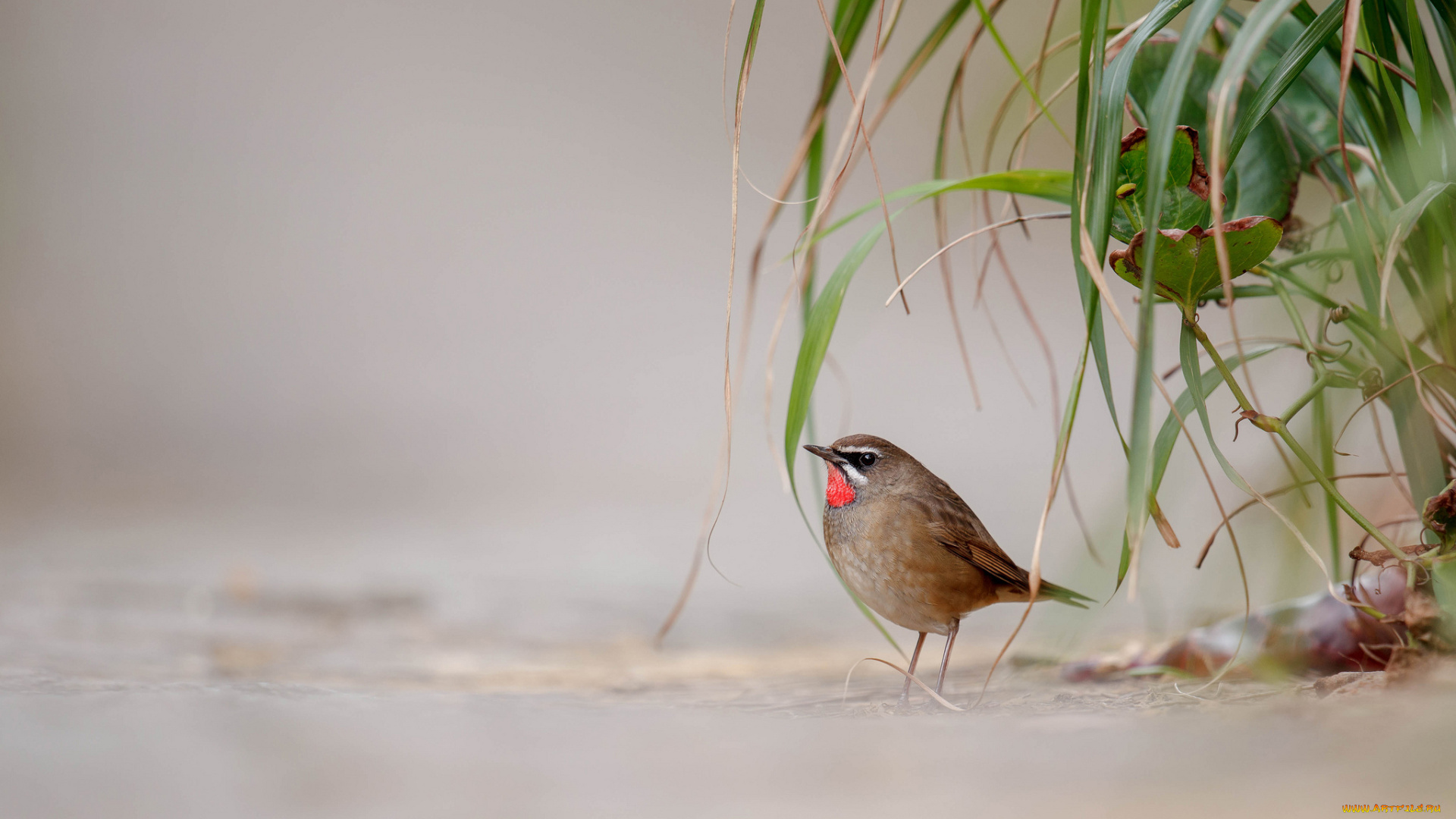 животные, птицы, фон, птица, листья, растения