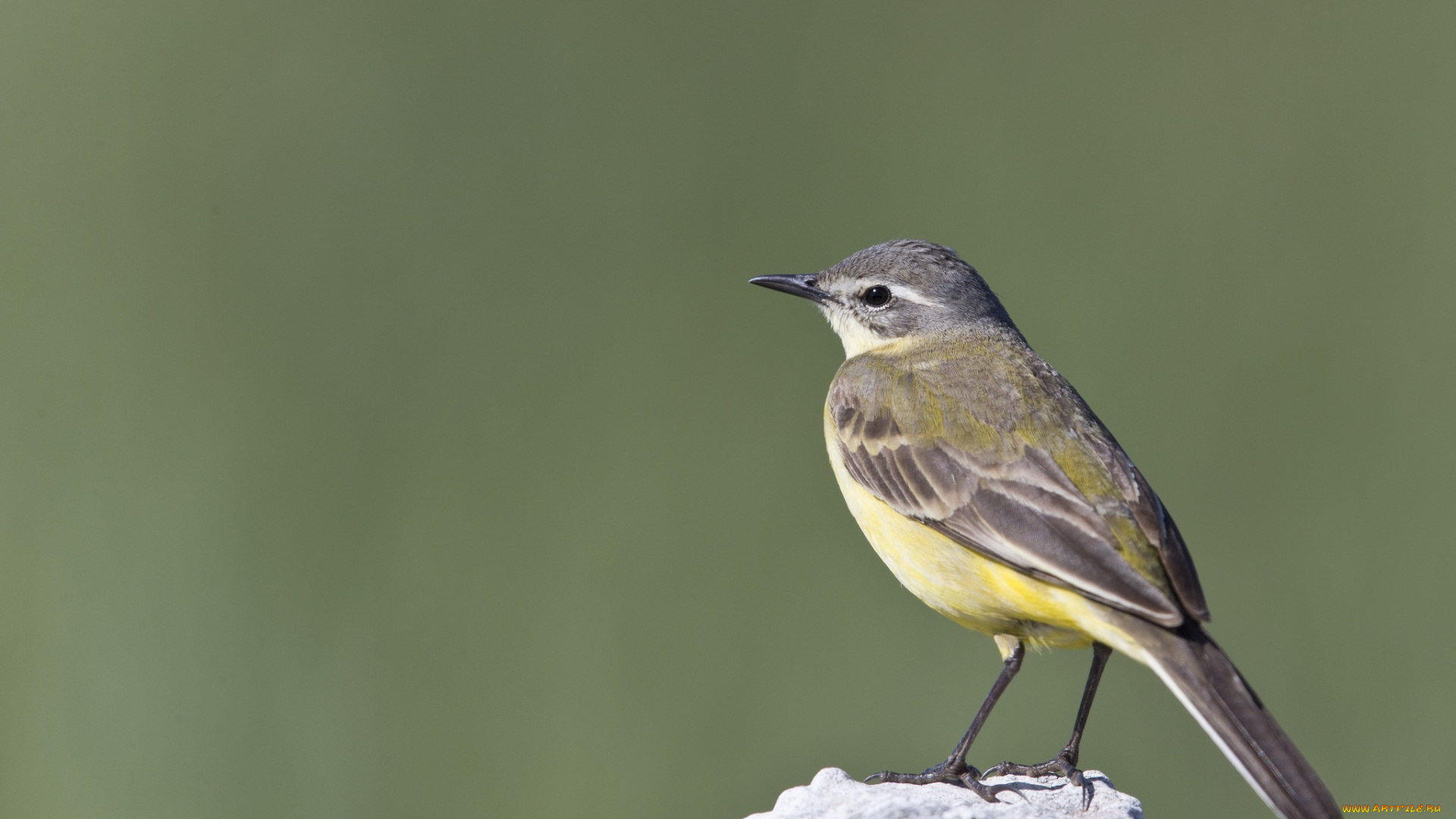 животные, синицы, , лазоревки, птица, фон