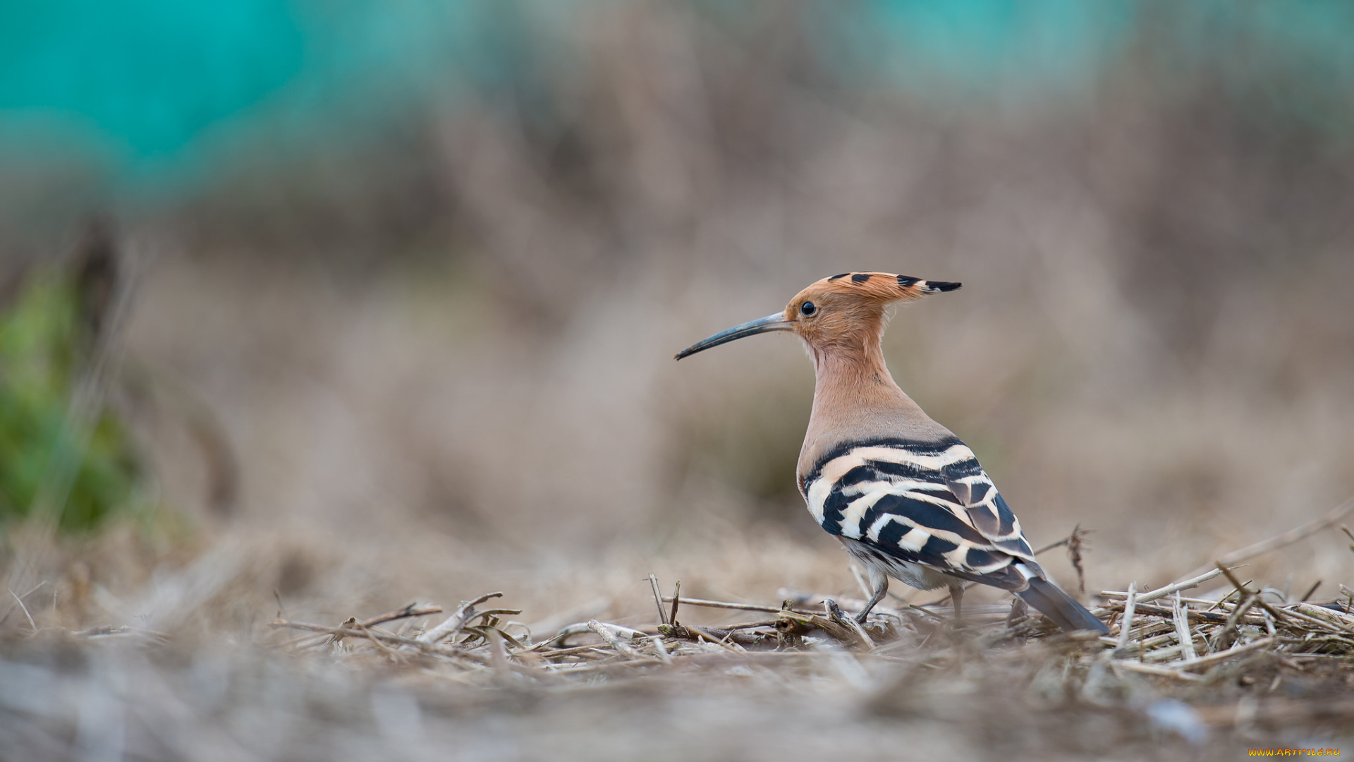 животные, удоды, птица, хохолок, клюв, удод, фон