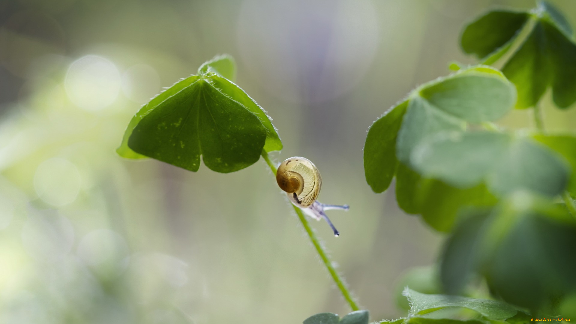 животные, улитки, макро, улитка, листья, клевер