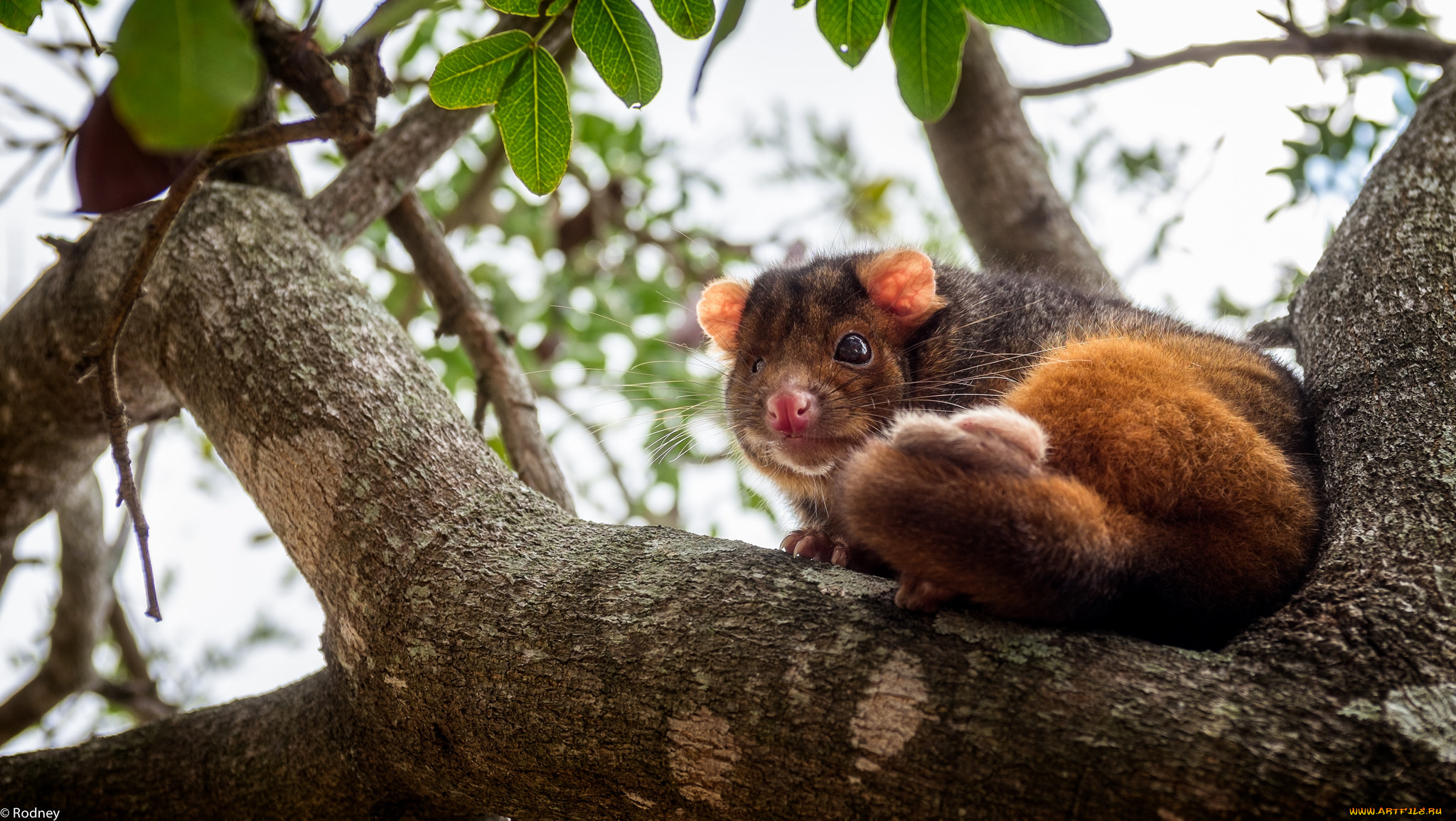 животные, -, другое, дерево, солнечно, зверёк, небо, ветка