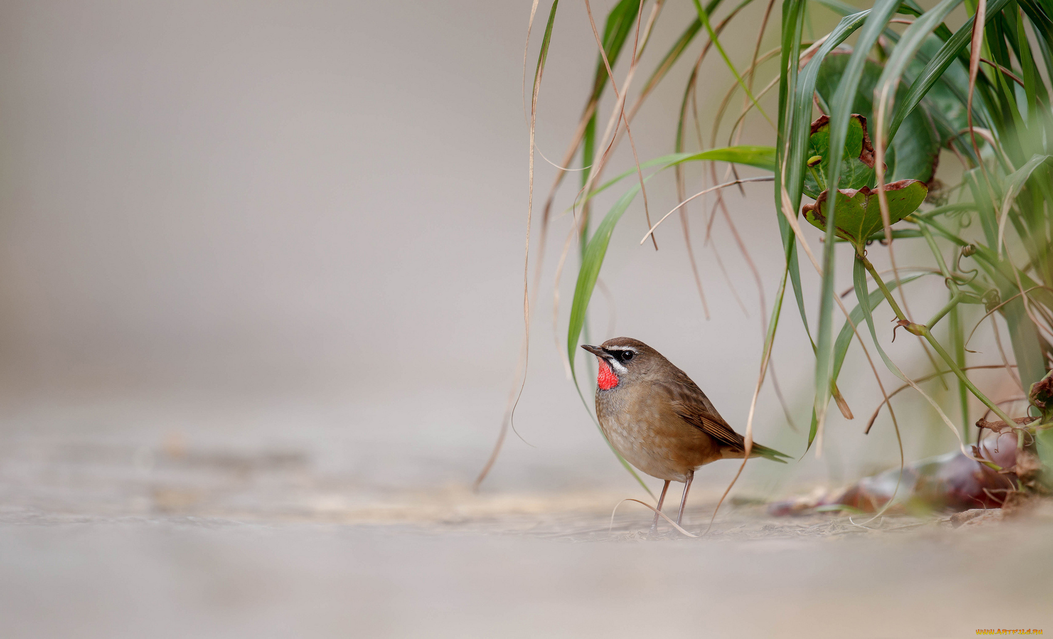 животные, птицы, фон, птица, листья, растения