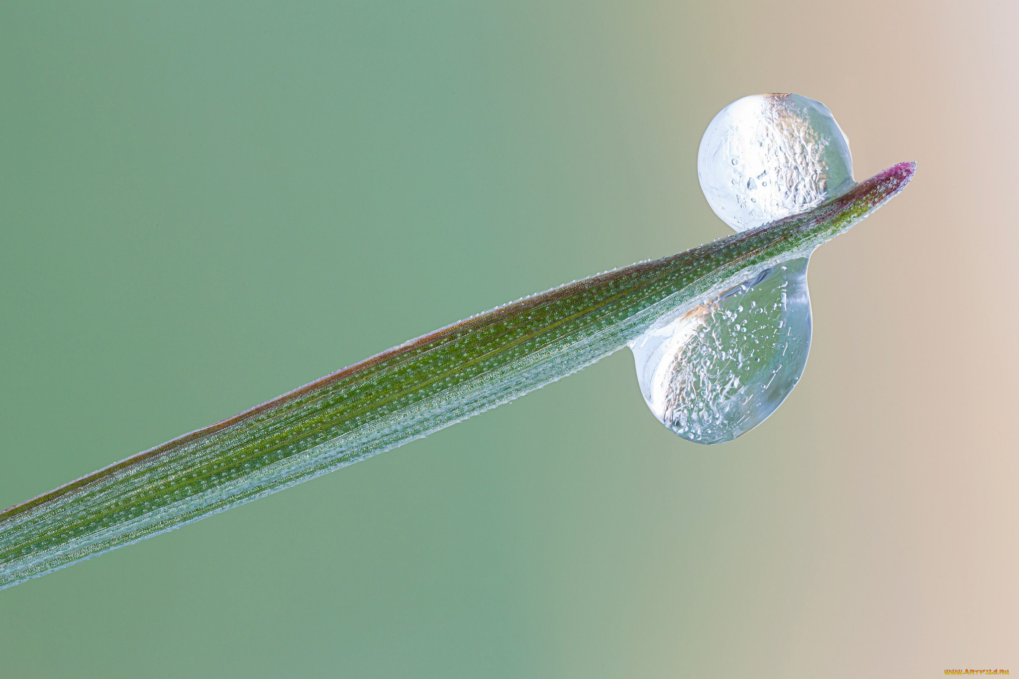 природа, макро, травинка, зелёный, фон, капли, роса, утро