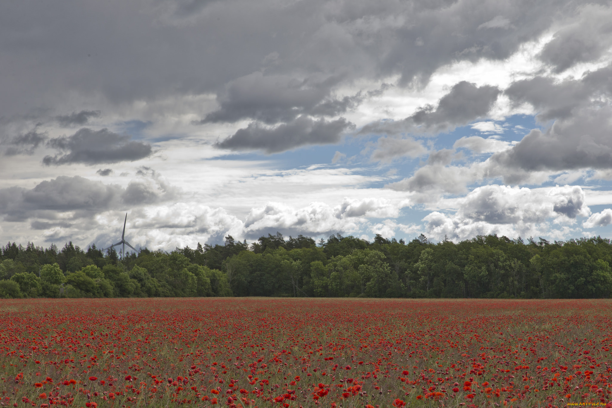 природа, поля, маки, поле, небо, облака